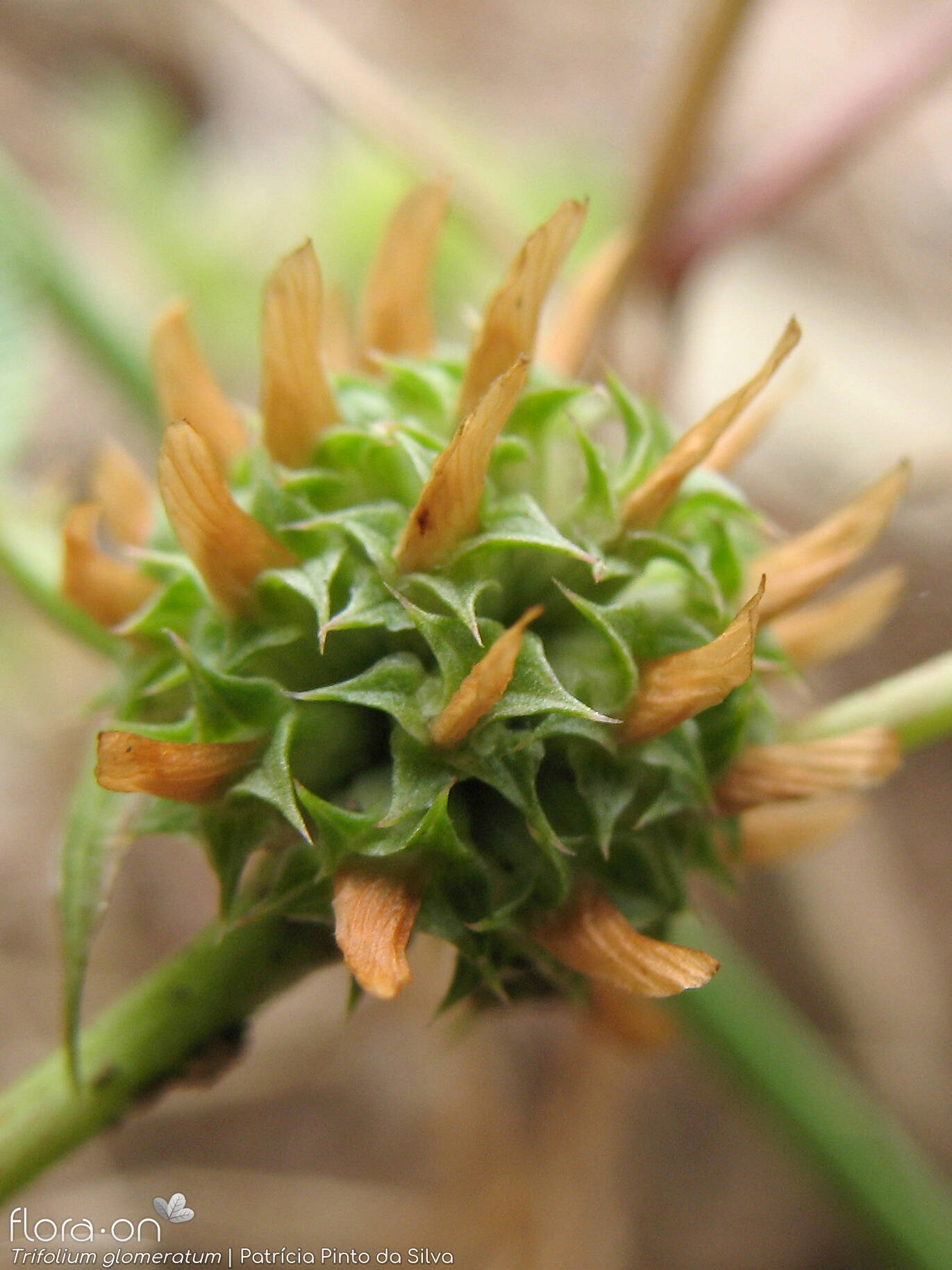 Trifolium glomeratum - Fruto | Patrícia Pinto da Silva; CC BY-NC 4.0
