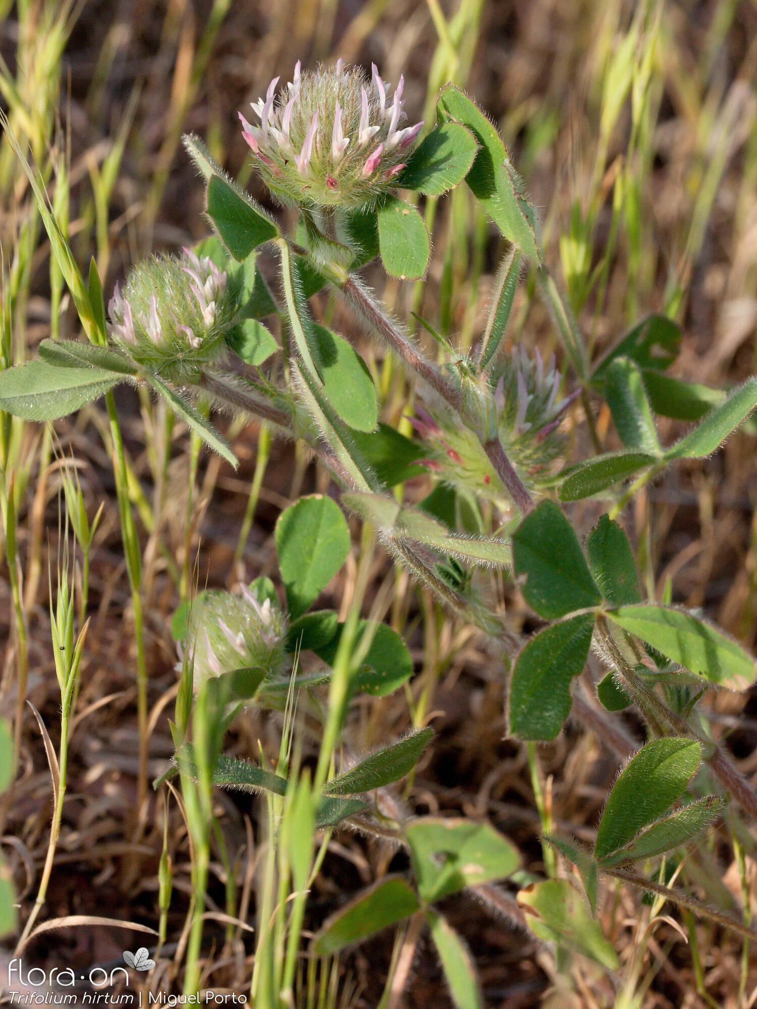 Trifolium hirtum - Hábito | Miguel Porto; CC BY-NC 4.0