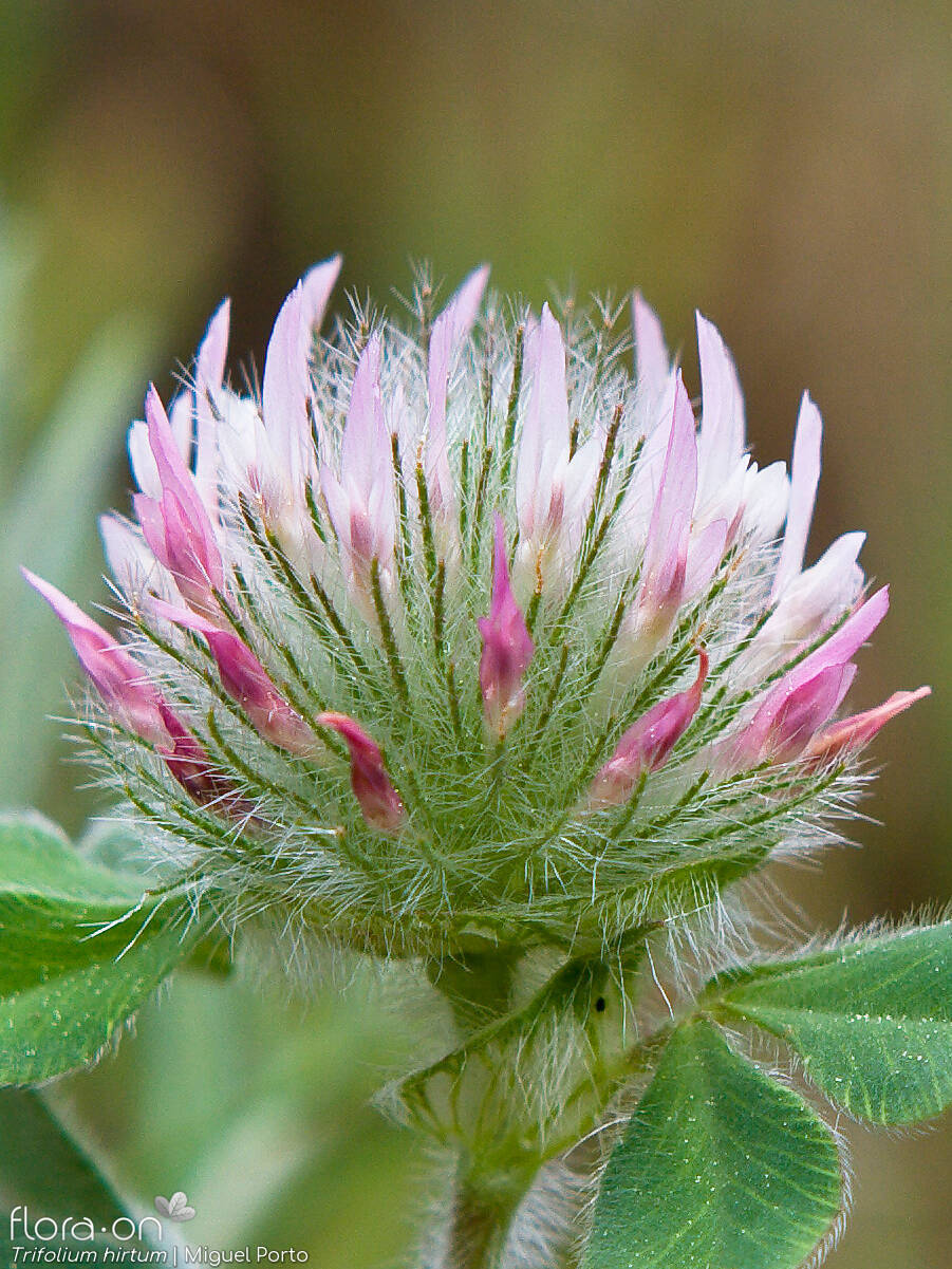 Trifolium hirtum - Flor (close-up) | Miguel Porto; CC BY-NC 4.0