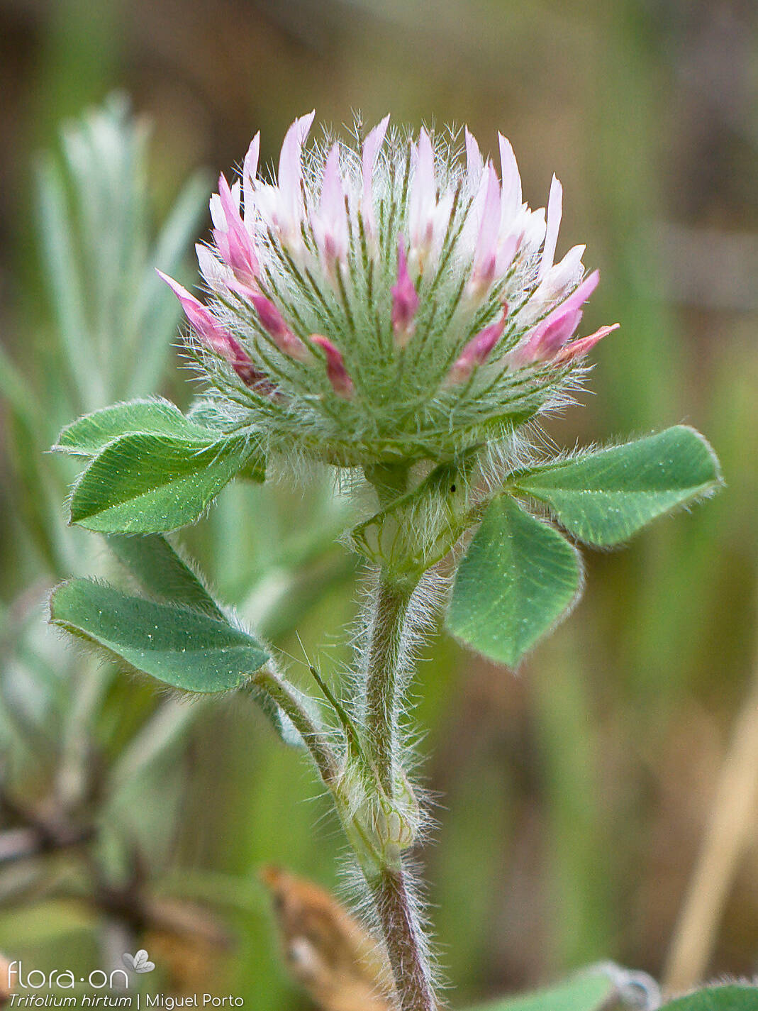 Trifolium hirtum - Flor (geral) | Miguel Porto; CC BY-NC 4.0