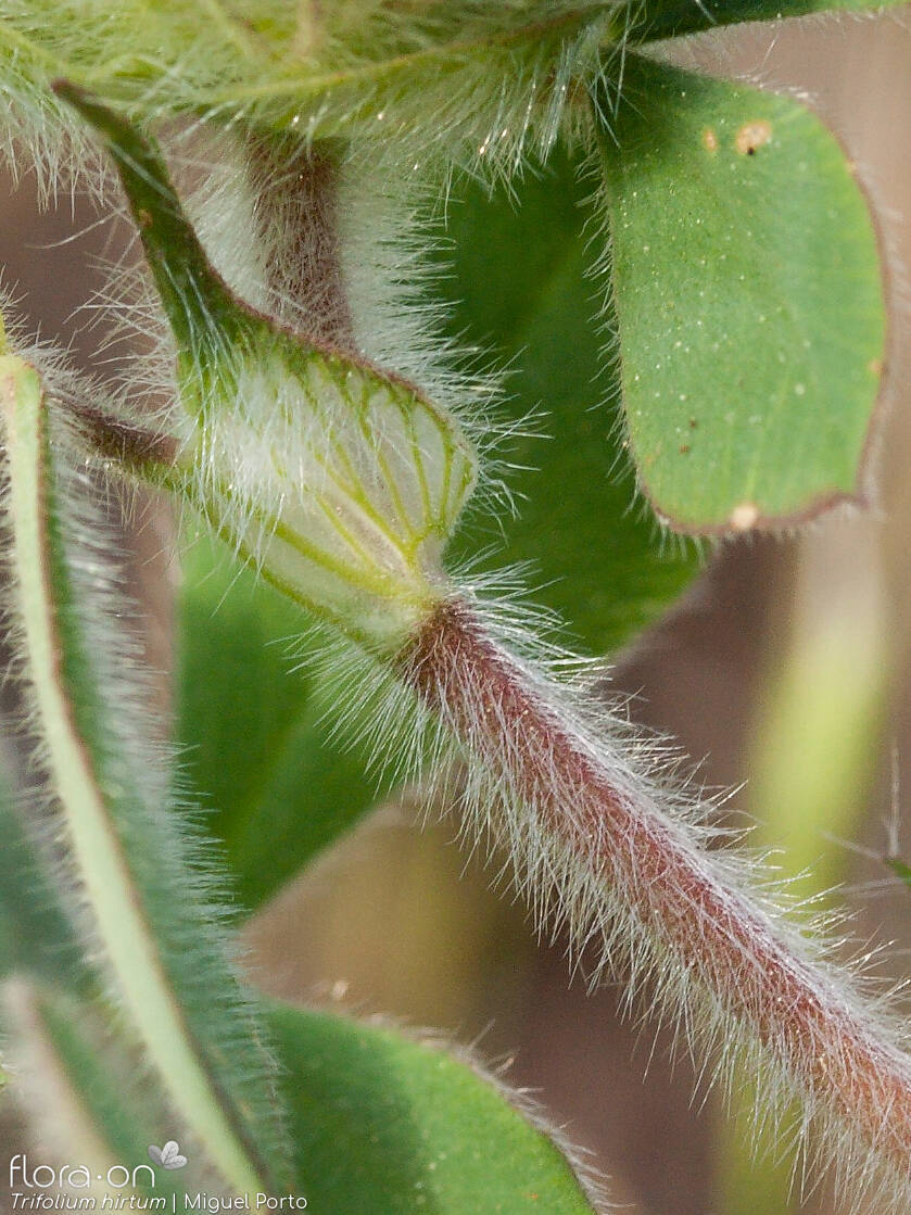 Trifolium hirtum - Caule | Miguel Porto; CC BY-NC 4.0