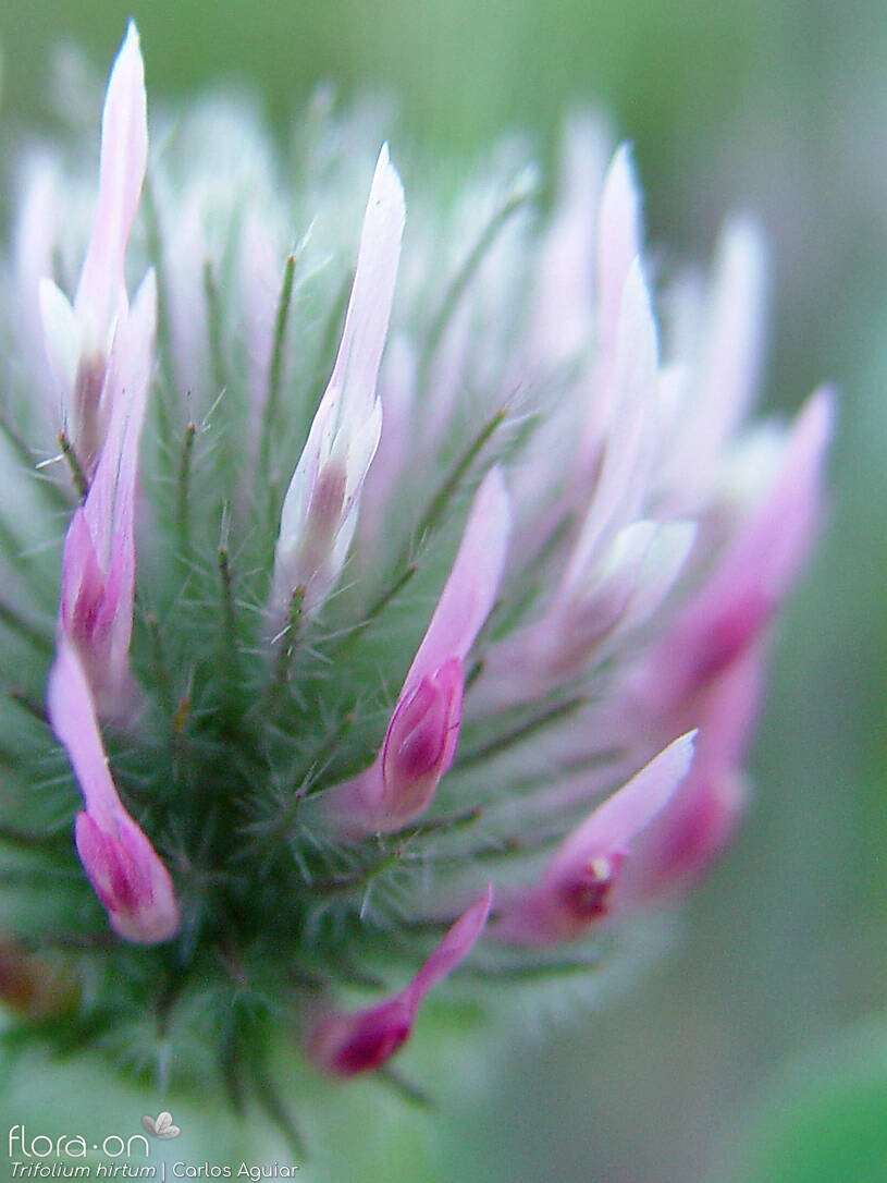 Trifolium hirtum - Flor (close-up) | Carlos Aguiar; CC BY-NC 4.0