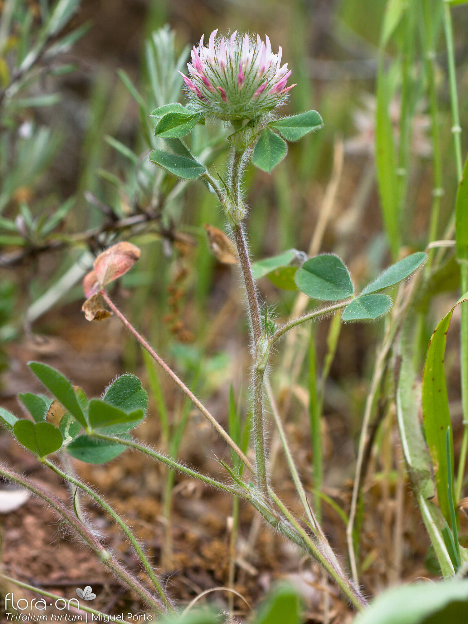 Trifolium hirtum - Hábito | Miguel Porto; CC BY-NC 4.0