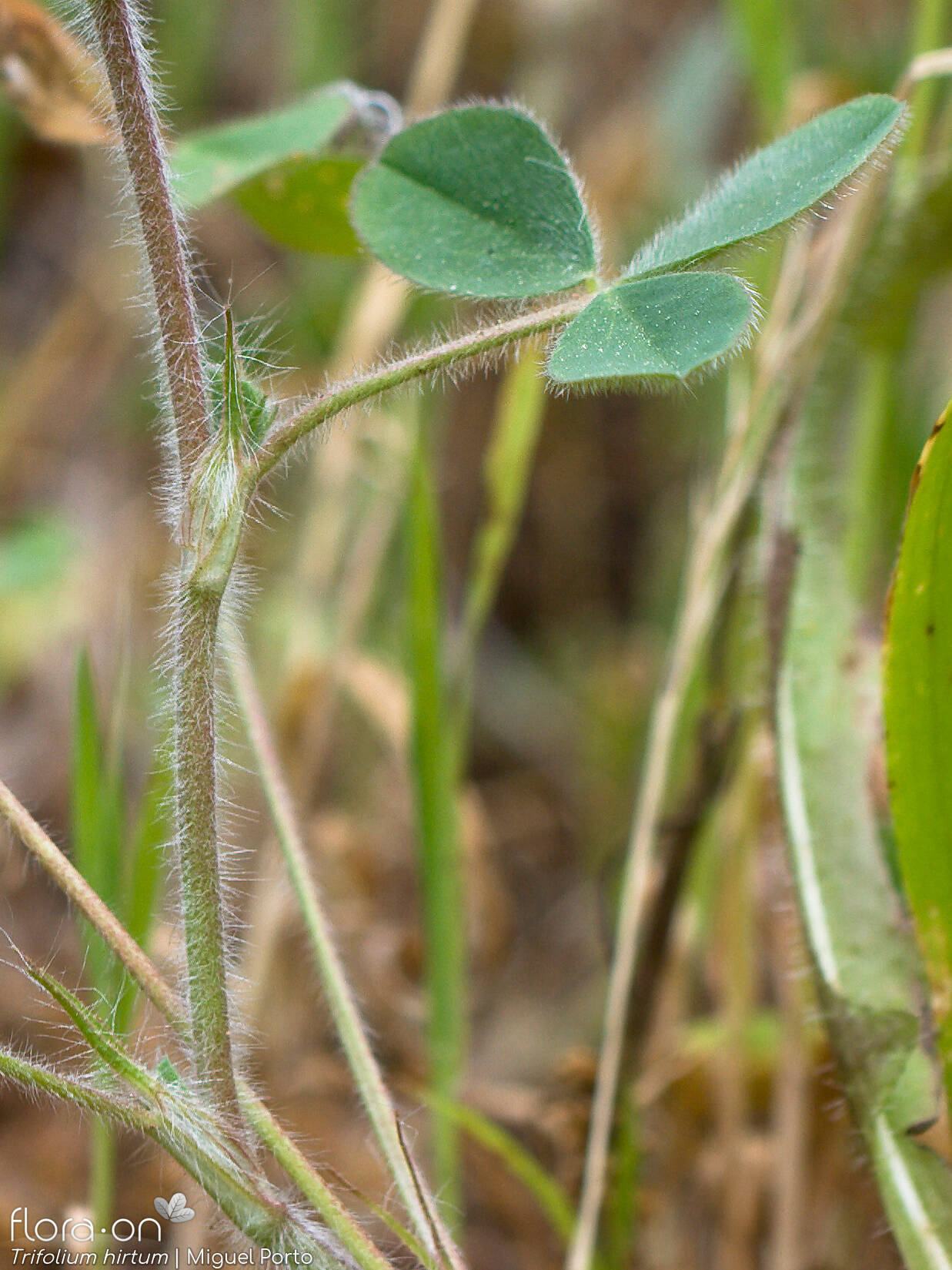 Trifolium hirtum - Folha | Miguel Porto; CC BY-NC 4.0