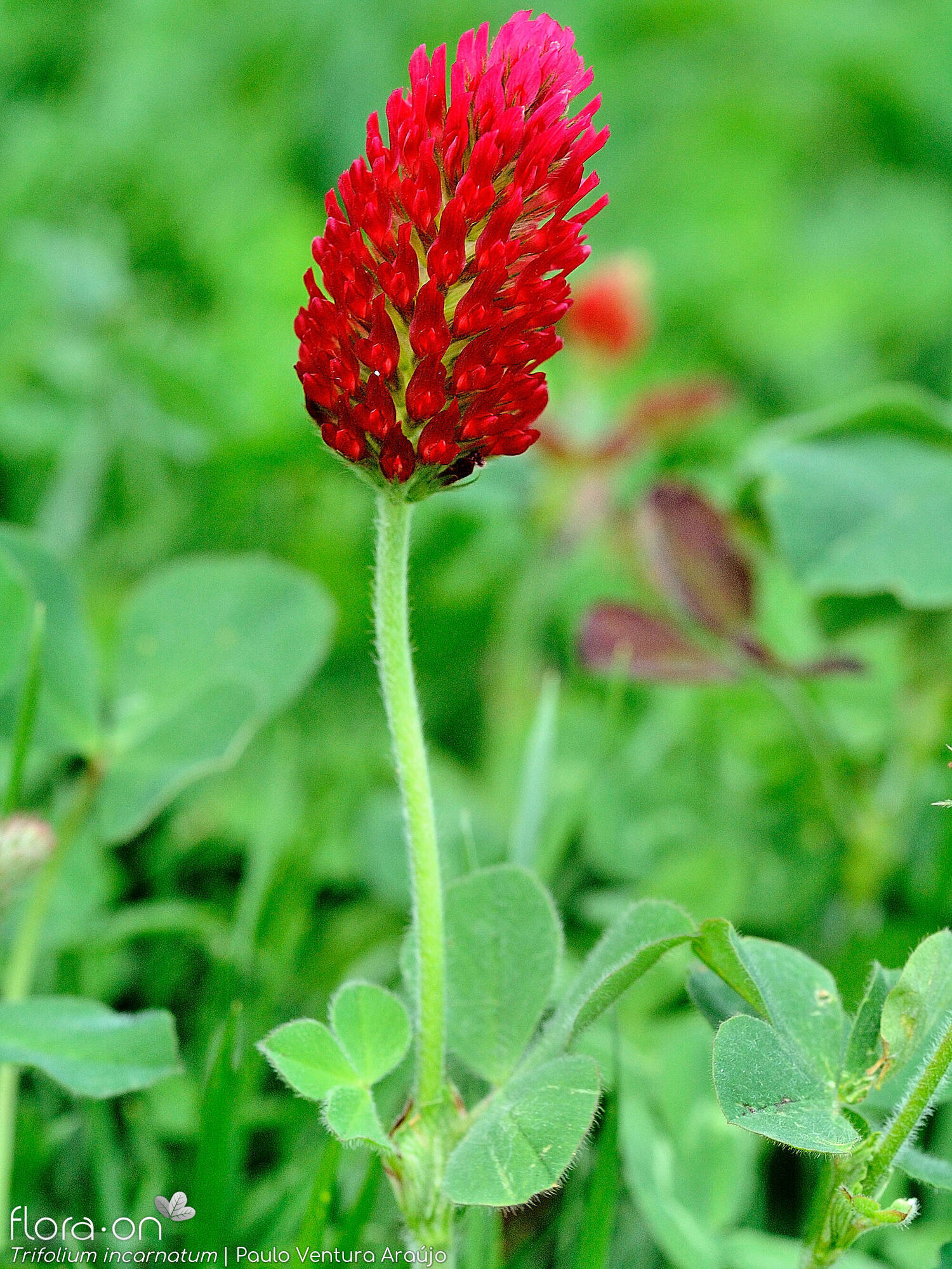 Trifolium incarnatum - Flor (geral) | Paulo Ventura Araújo; CC BY-NC 4.0