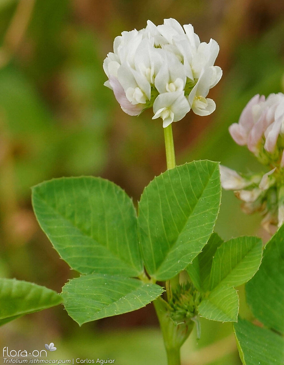 Trifolium isthmocarpum
