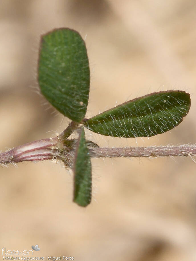 Trifolium lappaceum - Folha | Miguel Porto; CC BY-NC 4.0