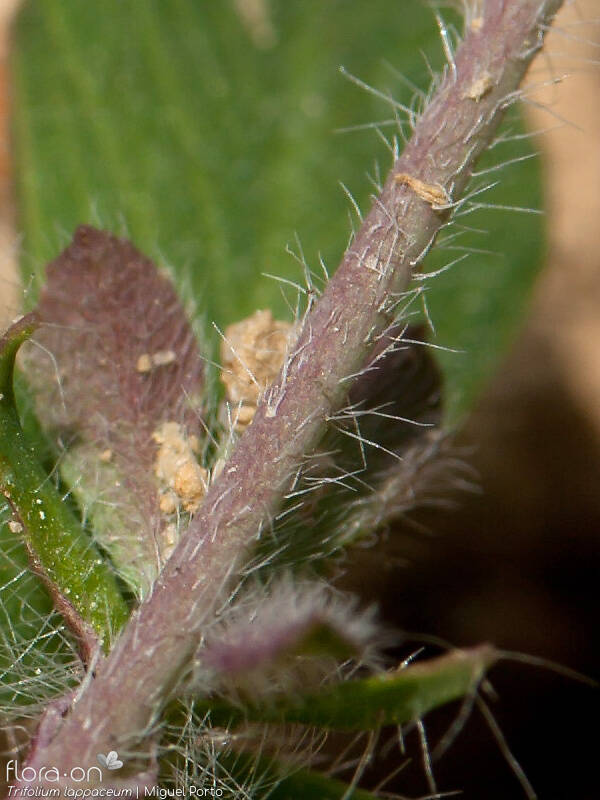 Trifolium lappaceum - Caule | Miguel Porto; CC BY-NC 4.0