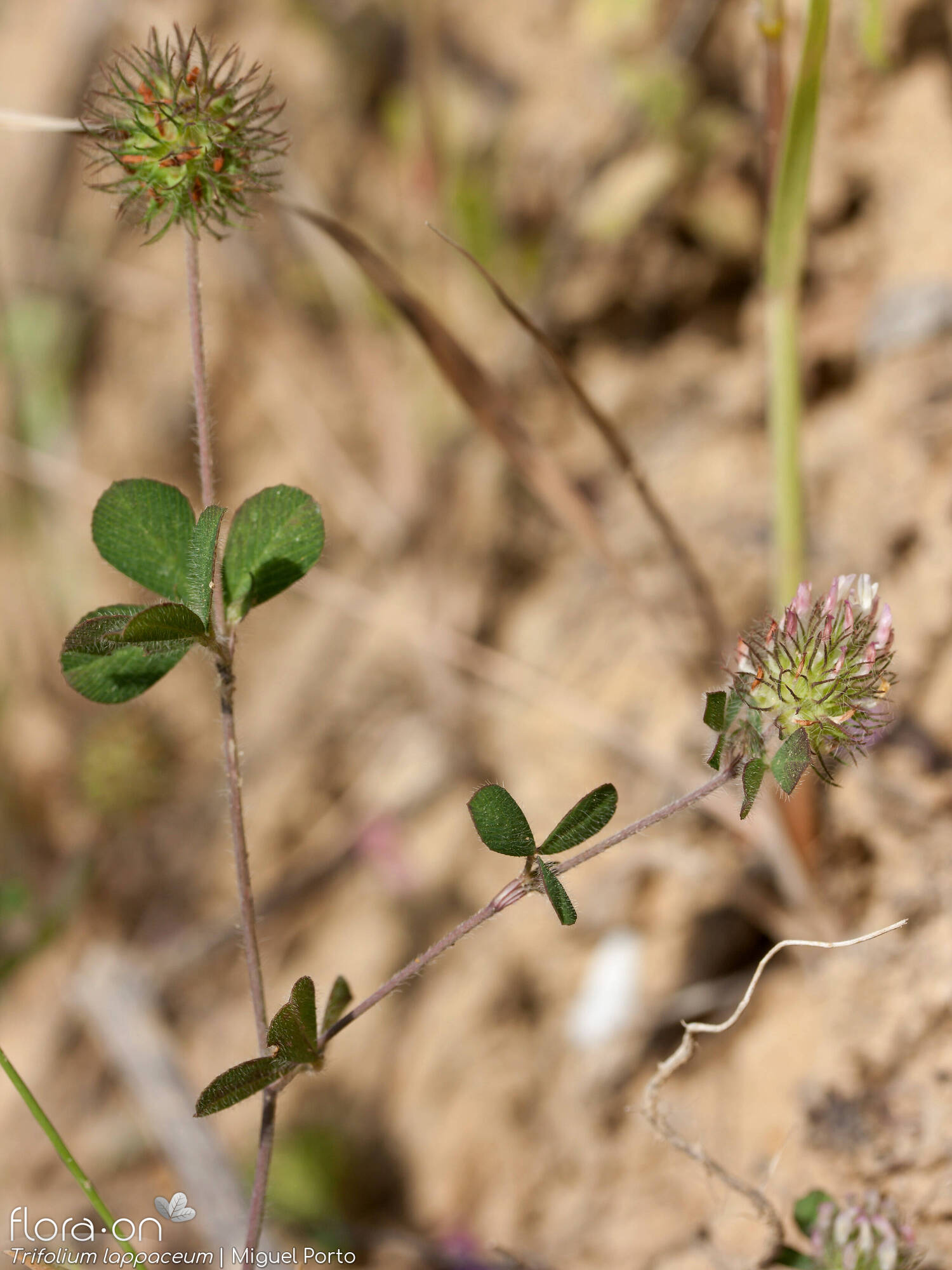 Trifolium lappaceum - Hábito | Miguel Porto; CC BY-NC 4.0