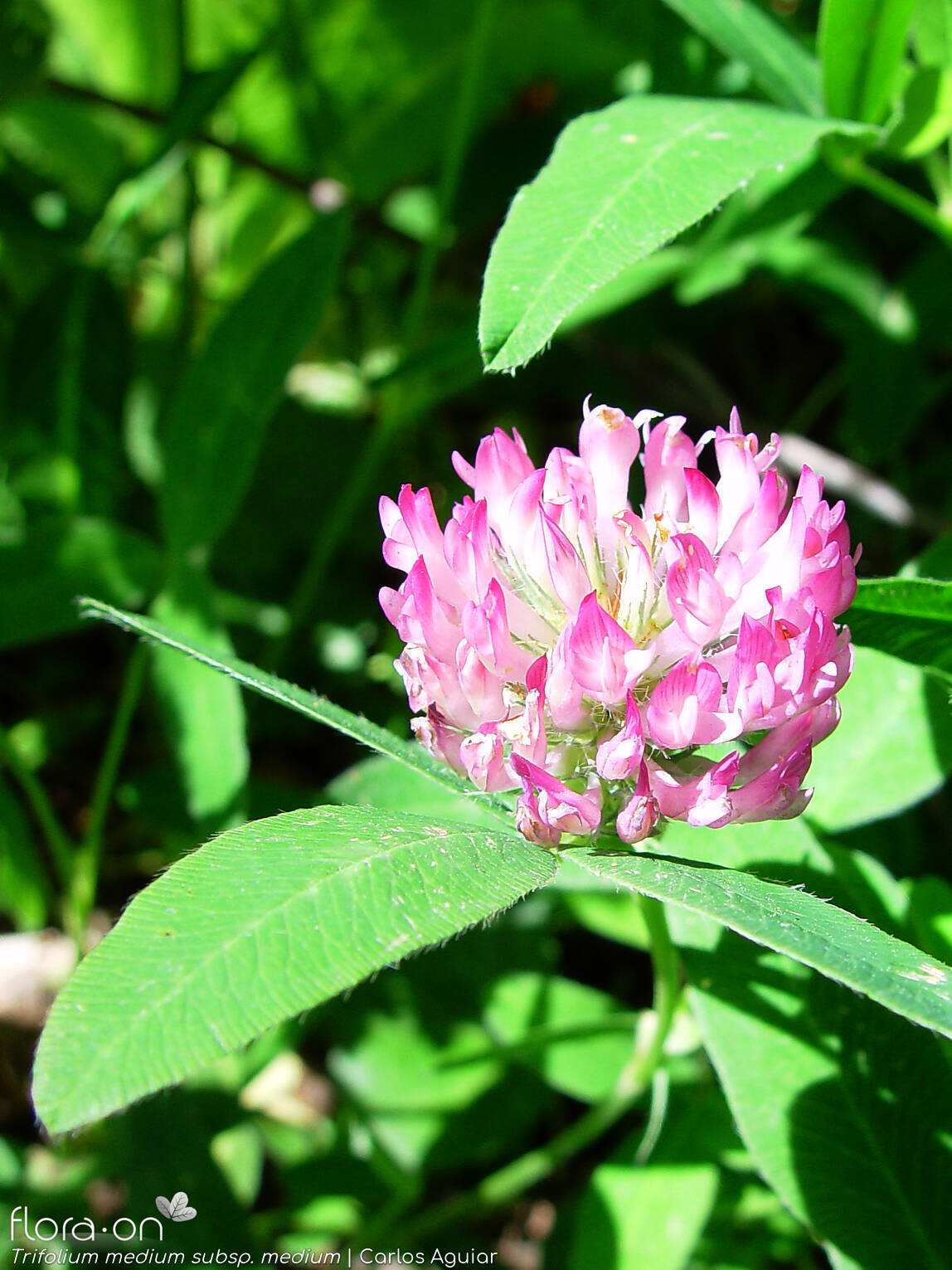 Trifolium medium medium - Flor (geral) | Carlos Aguiar; CC BY-NC 4.0