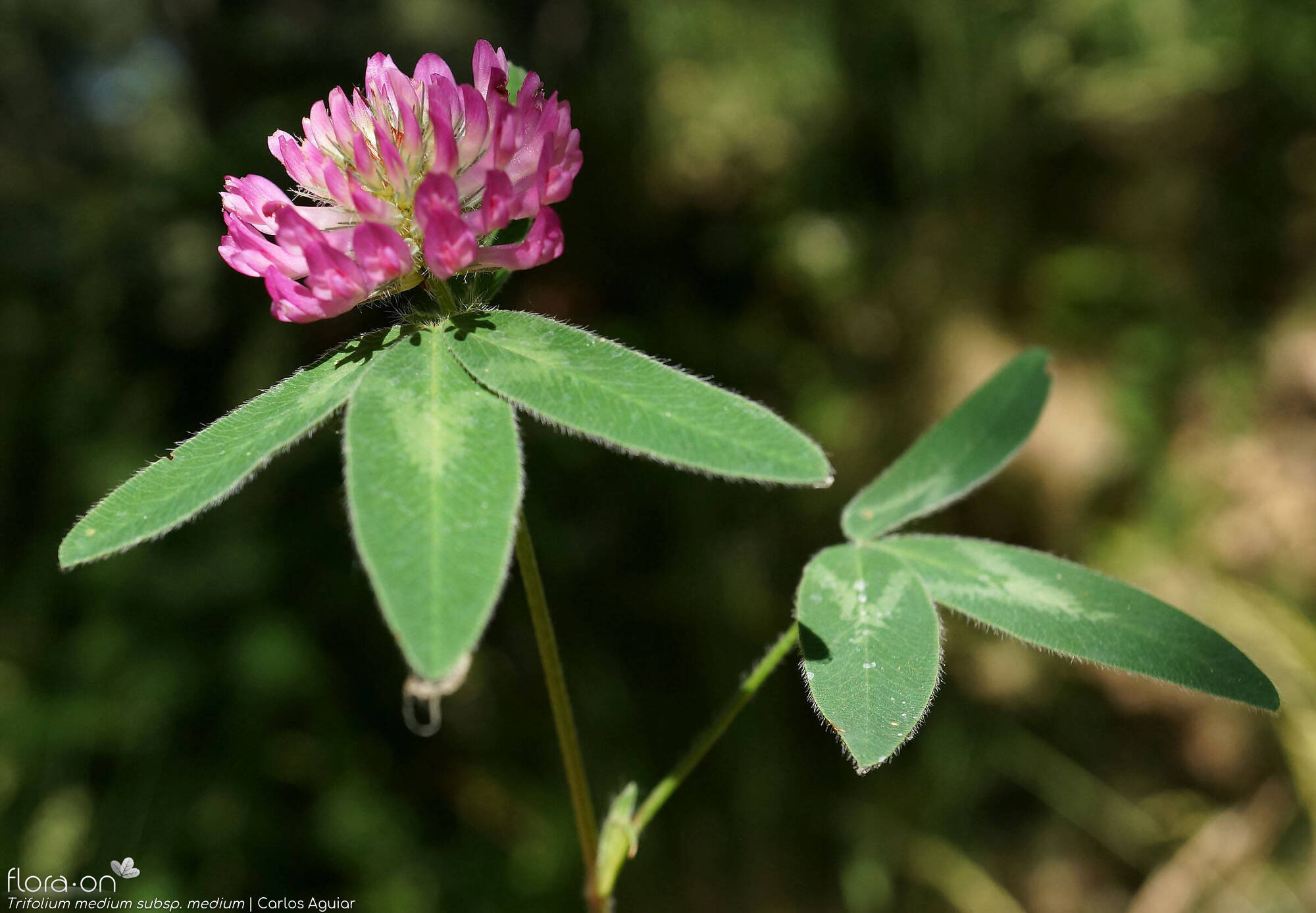 Trifolium medium medium - Flor (geral) | Carlos Aguiar; CC BY-NC 4.0