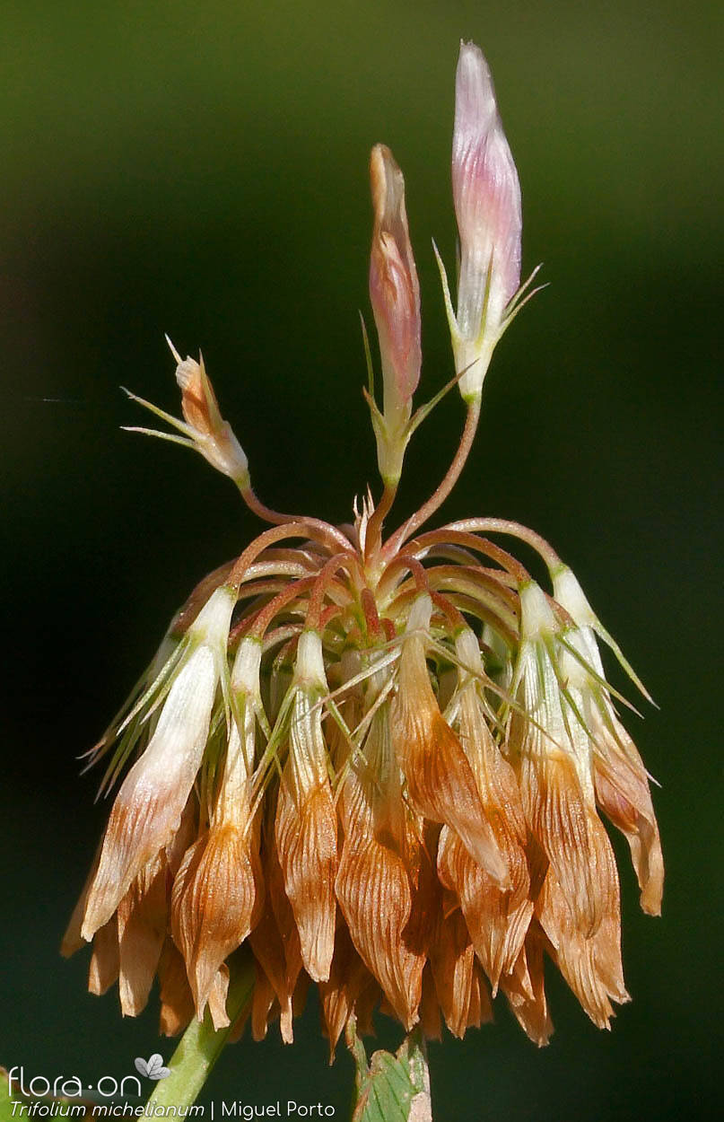 Trifolium michelianum