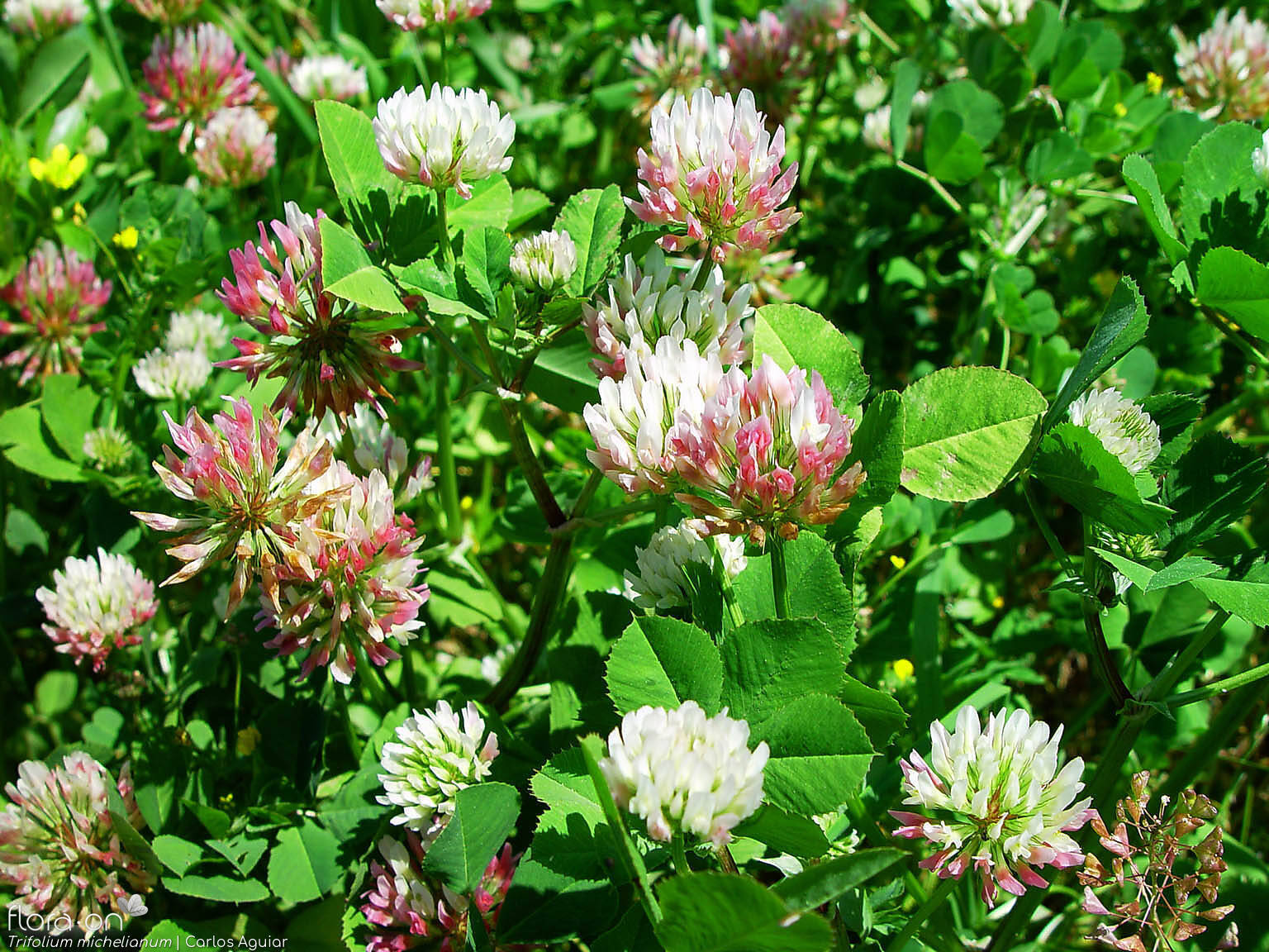 Trifolium michelianum - Hábito | Carlos Aguiar; CC BY-NC 4.0
