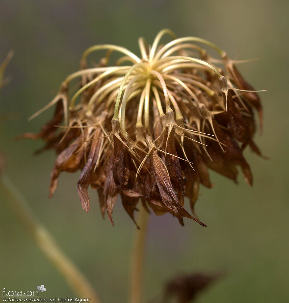Trifolium michelianum - Fruto | Carlos Aguiar; CC BY-NC 4.0