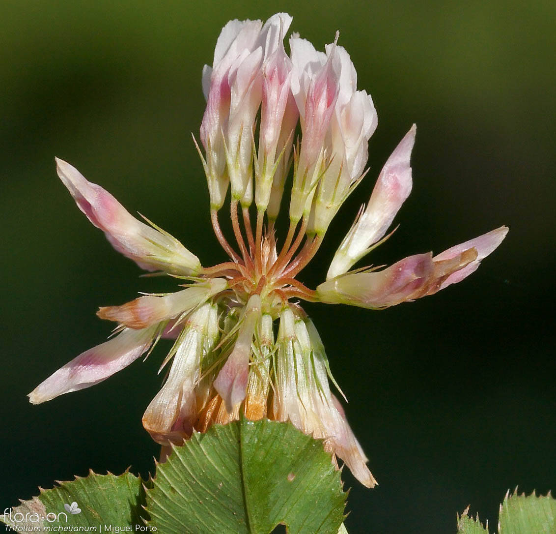 Trifolium michelianum - Flor (close-up) | Miguel Porto; CC BY-NC 4.0