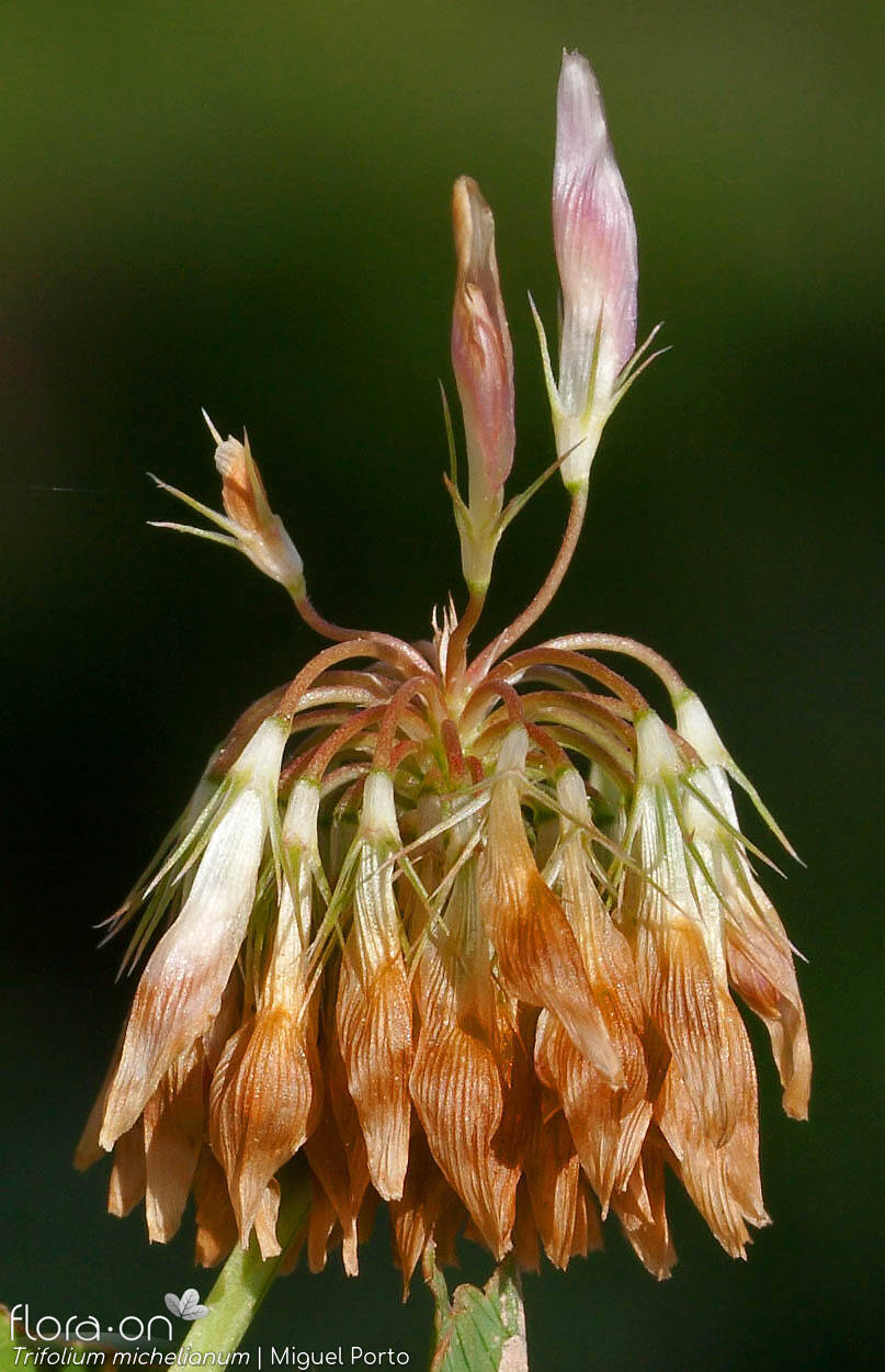Trifolium michelianum - Flor (geral) | Miguel Porto; CC BY-NC 4.0