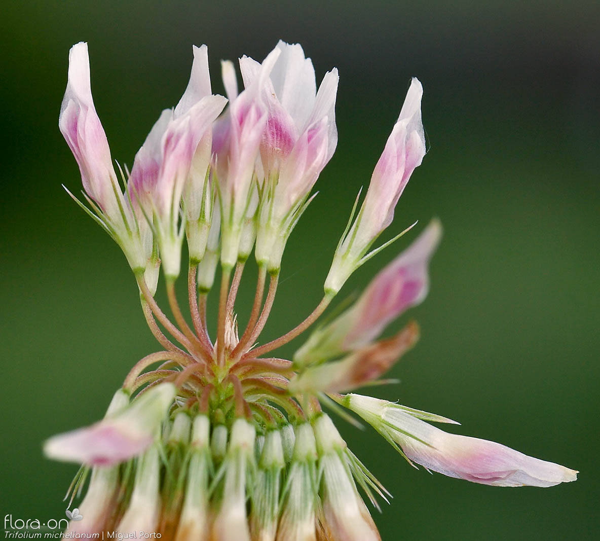 Trifolium michelianum - Flor (close-up) | Miguel Porto; CC BY-NC 4.0