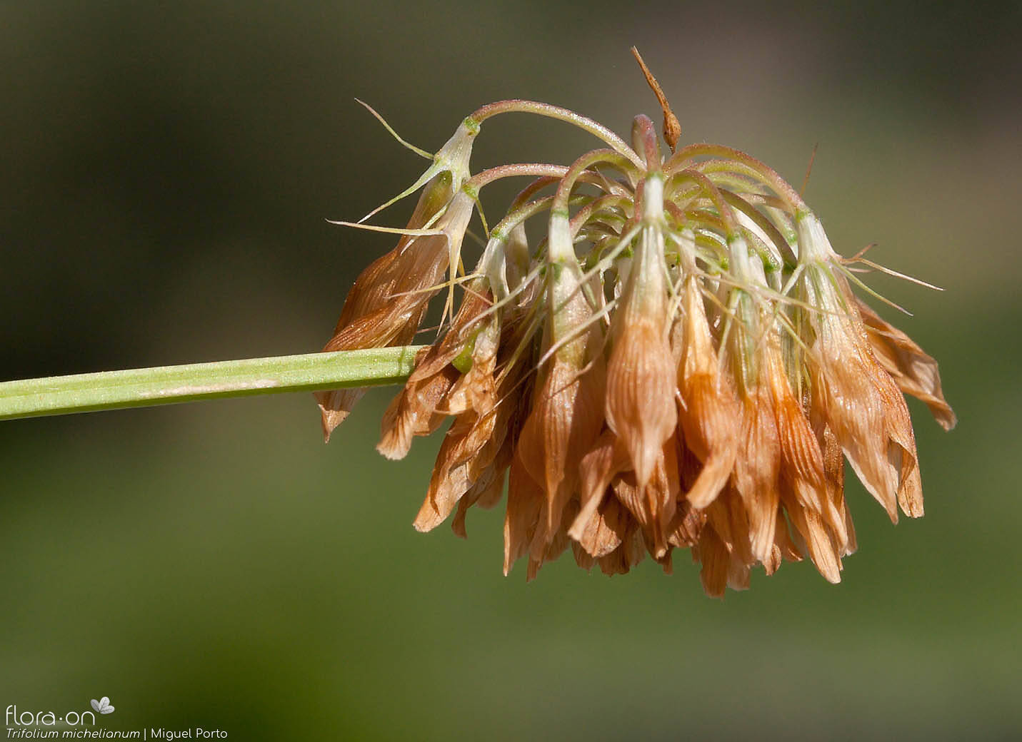 Trifolium michelianum - Cálice | Miguel Porto; CC BY-NC 4.0