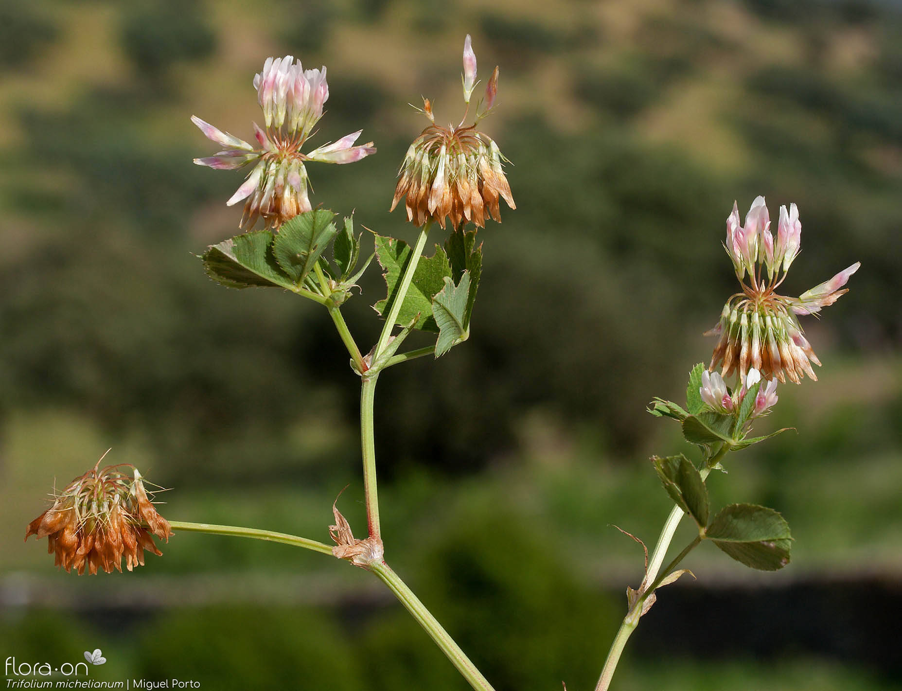 Trifolium michelianum - Hábito | Miguel Porto; CC BY-NC 4.0
