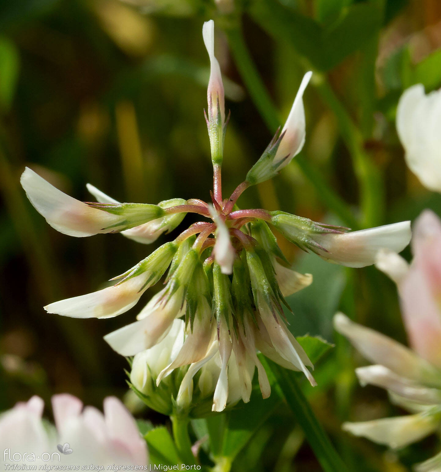 Trifolium nigrescens nigrescens - Flor (geral) | Miguel Porto; CC BY-NC 4.0