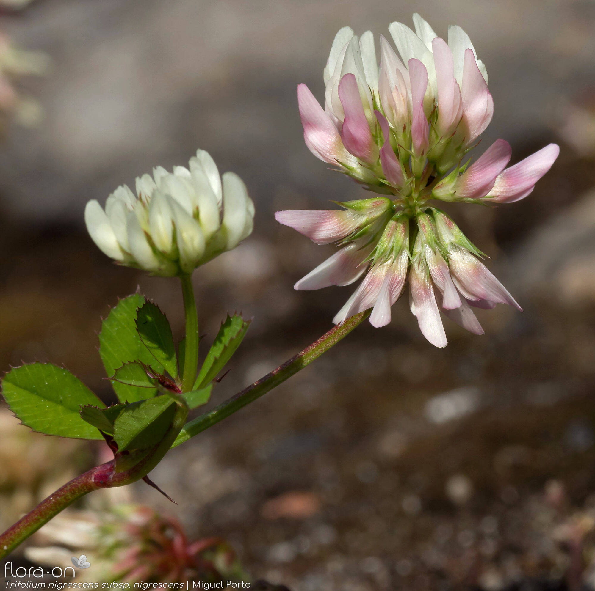 Trifolium nigrescens