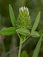 Trifolium obscurum