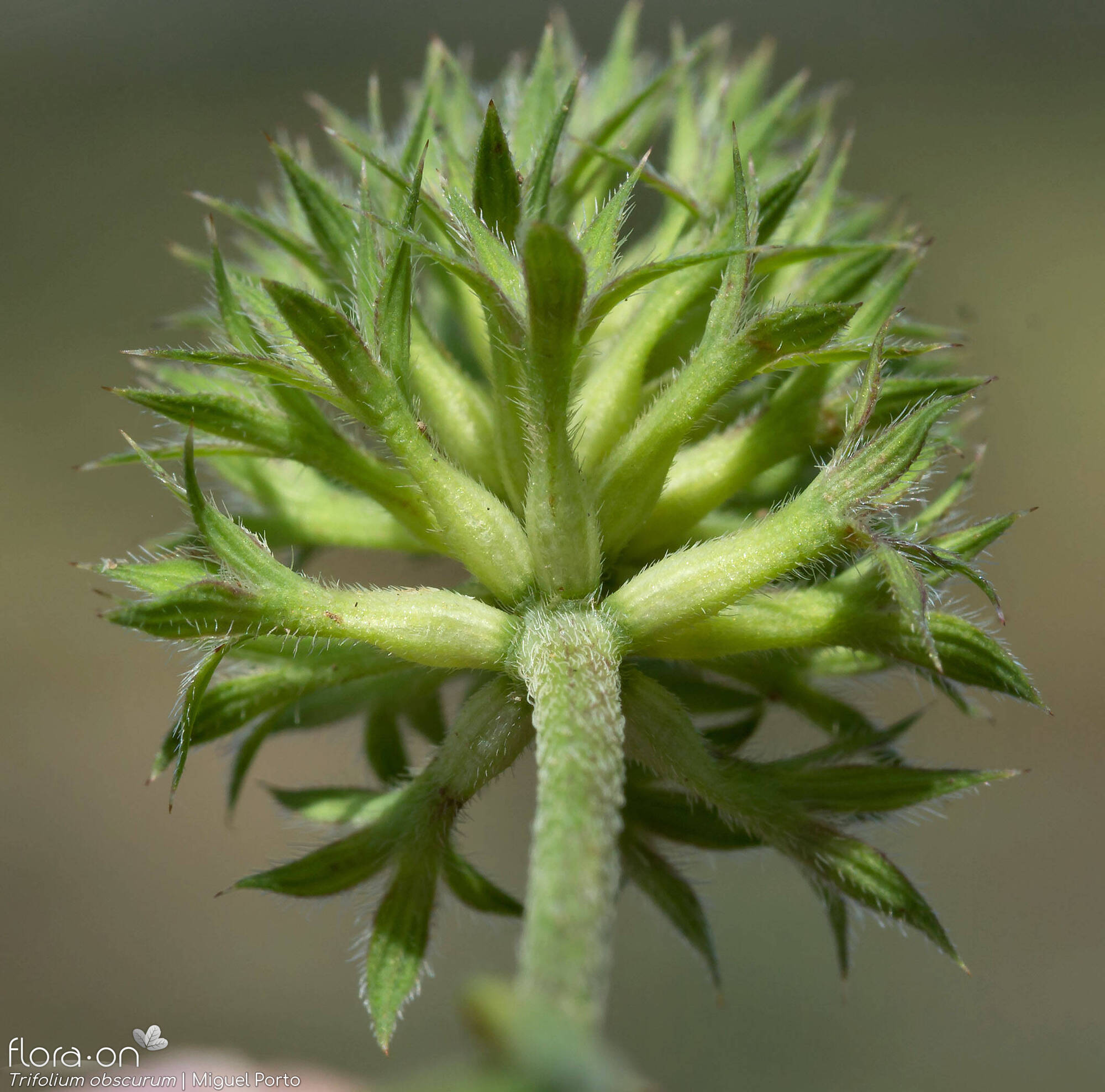 Trifolium obscurum - Cálice | Miguel Porto; CC BY-NC 4.0