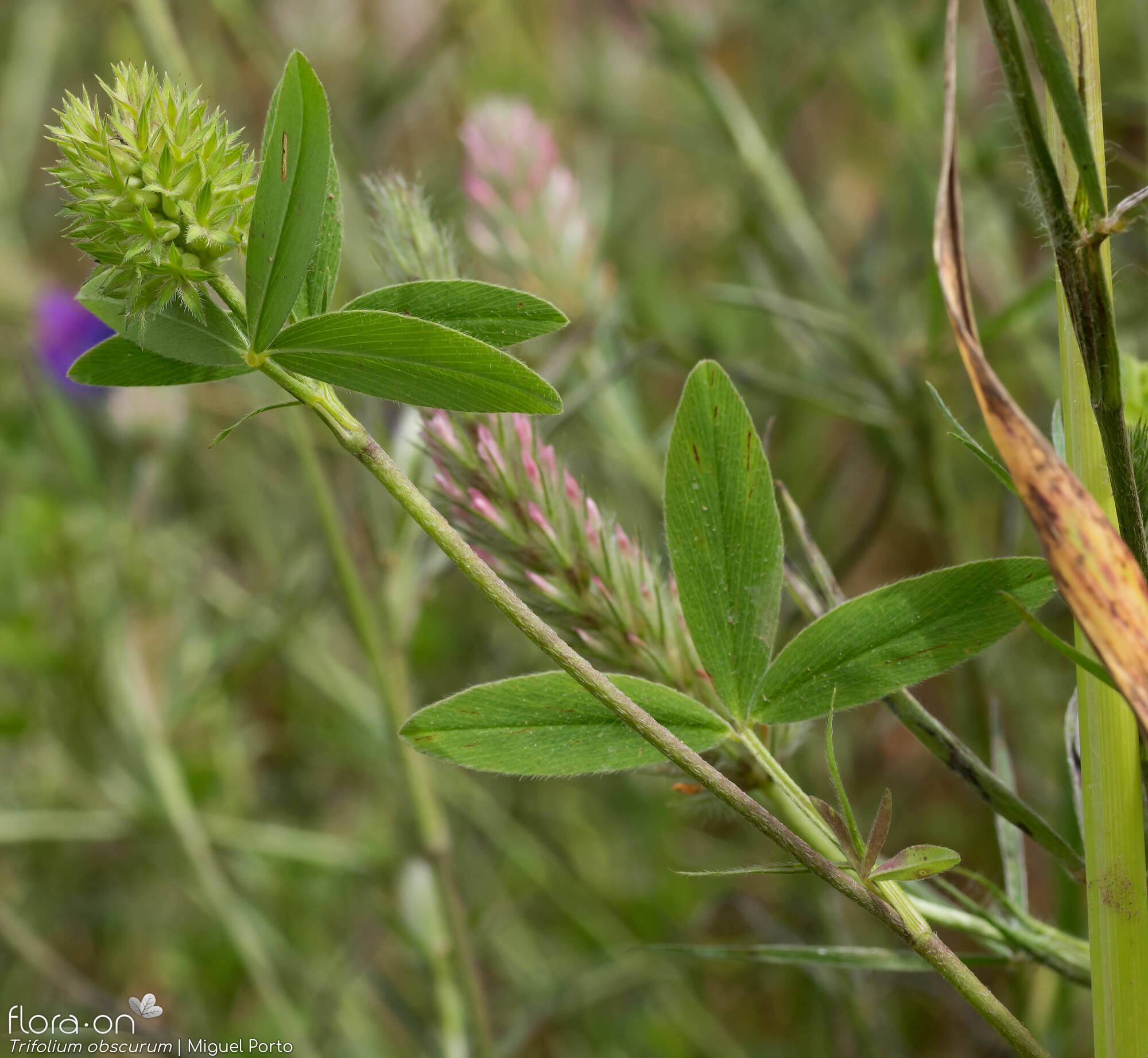 Trifolium obscurum - Folha (geral) | Miguel Porto; CC BY-NC 4.0