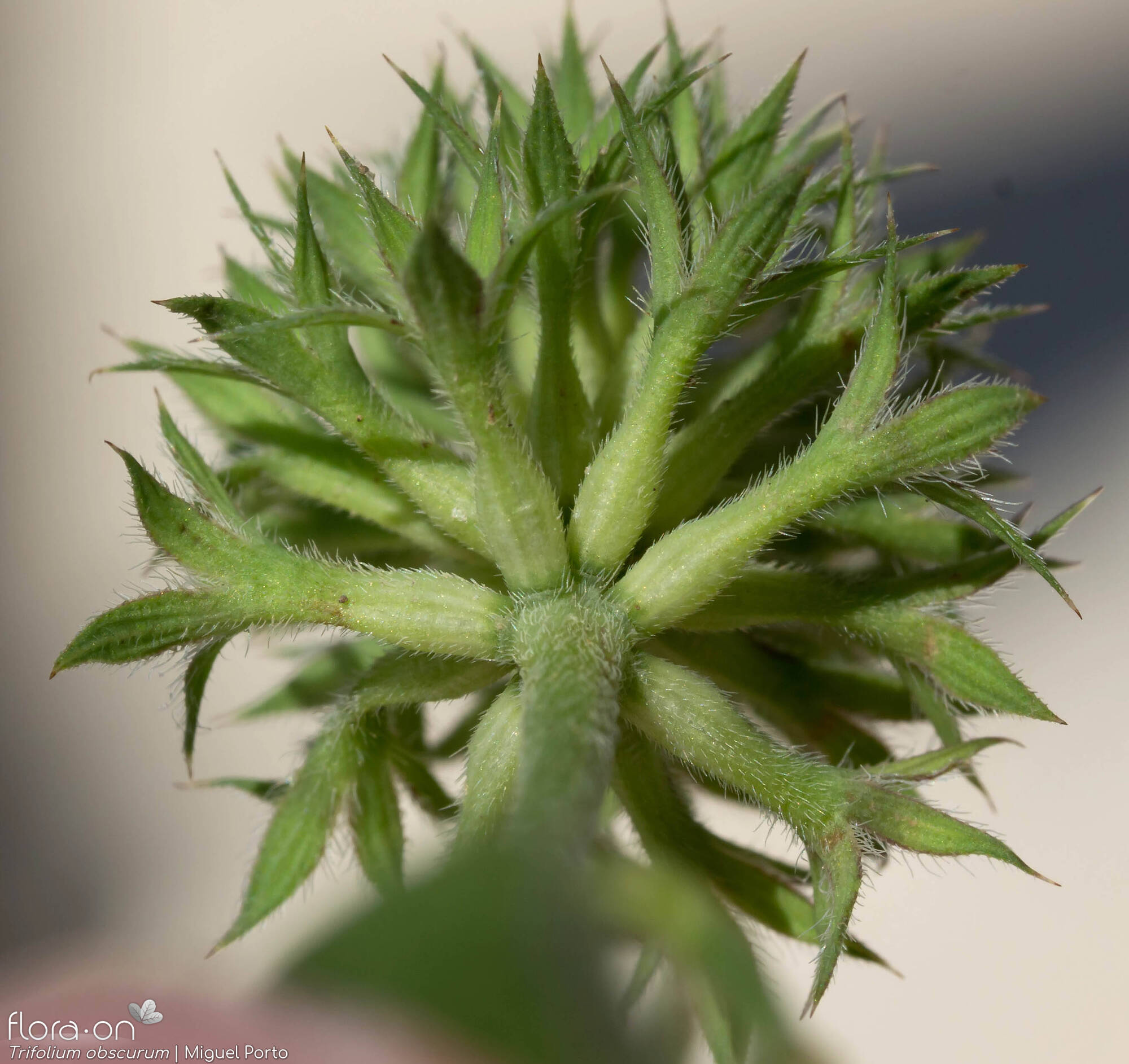 Trifolium obscurum - Cálice | Miguel Porto; CC BY-NC 4.0