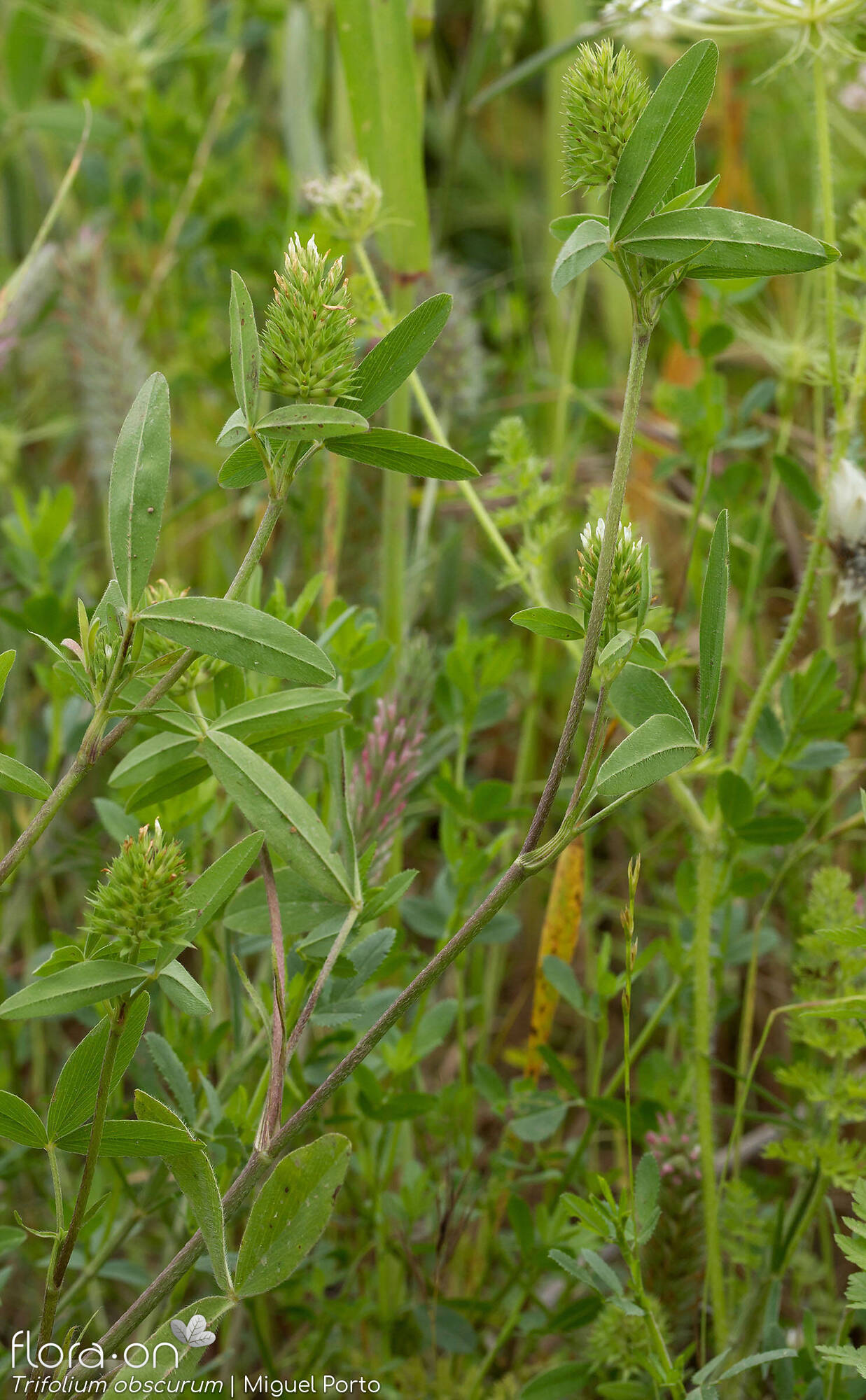 Trifolium obscurum - Hábito | Miguel Porto; CC BY-NC 4.0