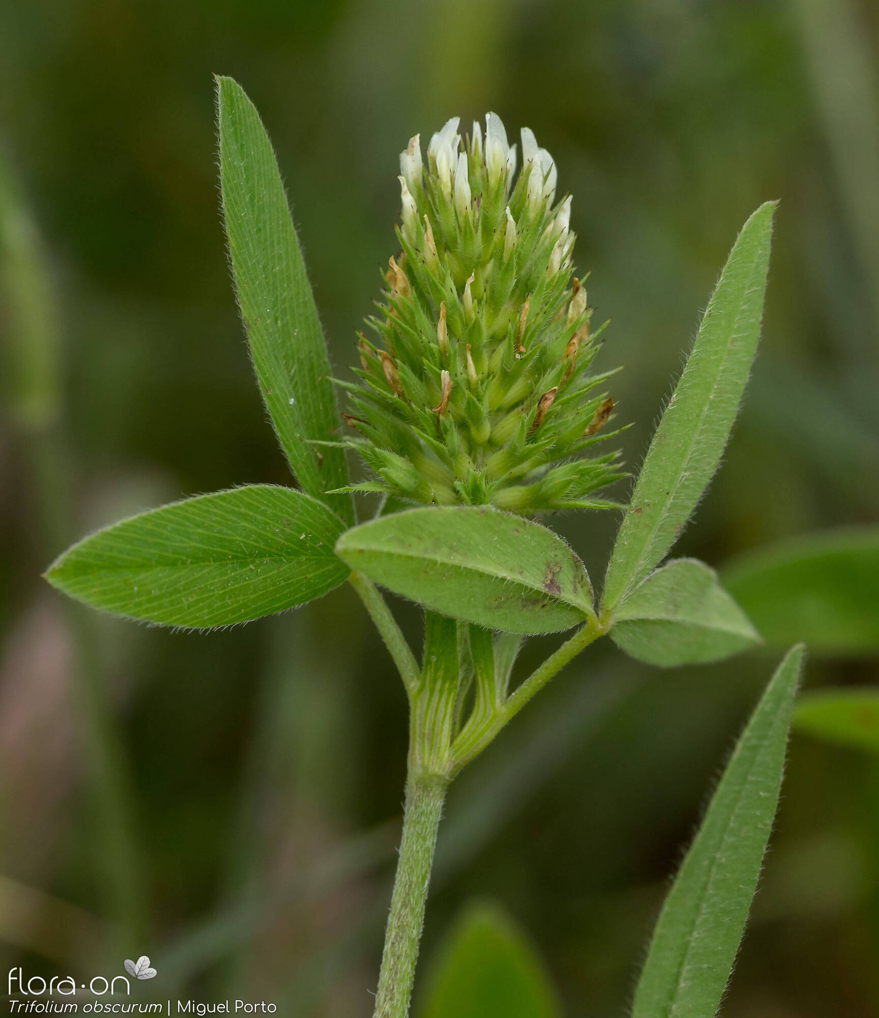 Trifolium obscurum - Flor (geral) | Miguel Porto; CC BY-NC 4.0