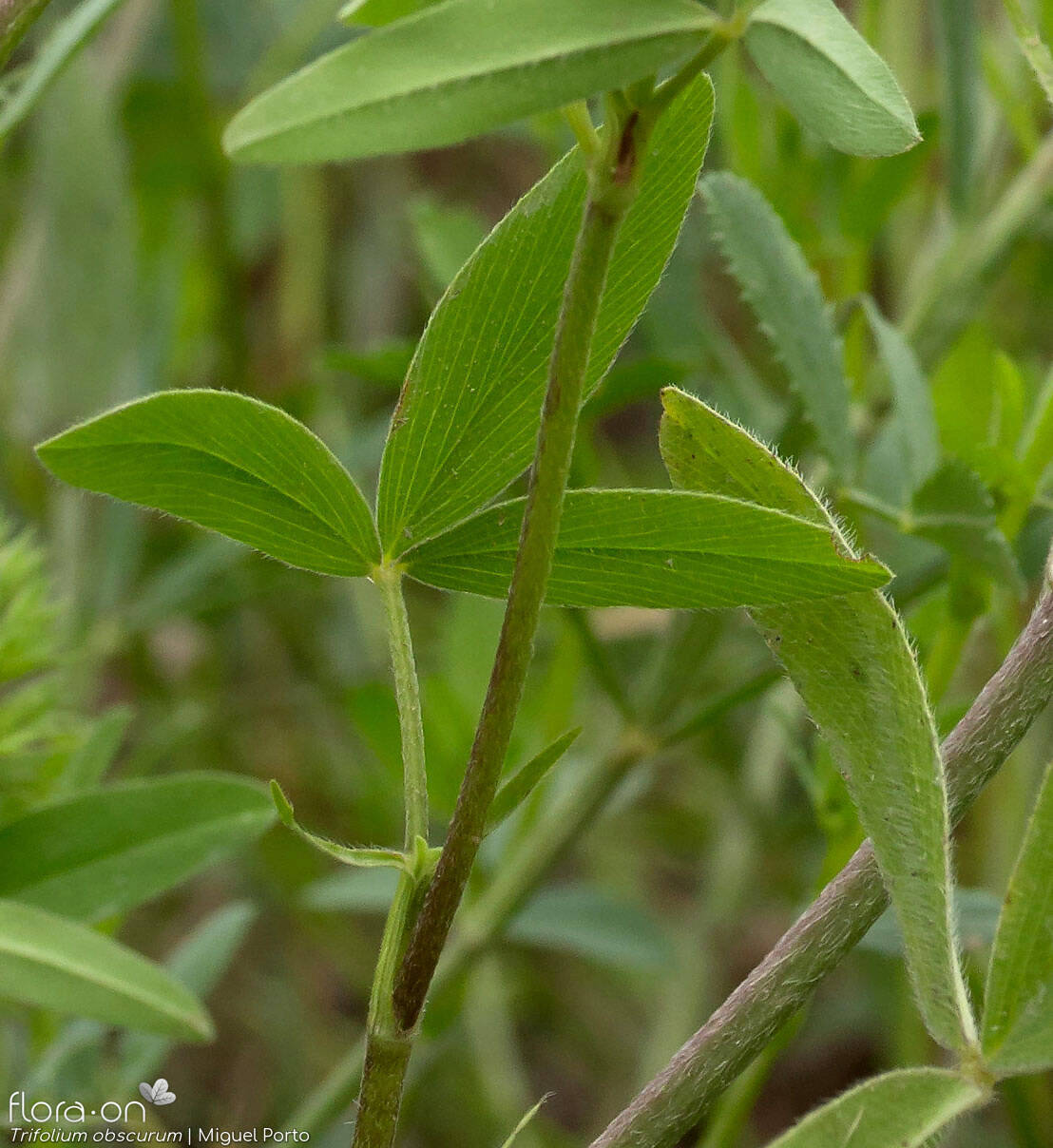 Trifolium obscurum - Folha | Miguel Porto; CC BY-NC 4.0