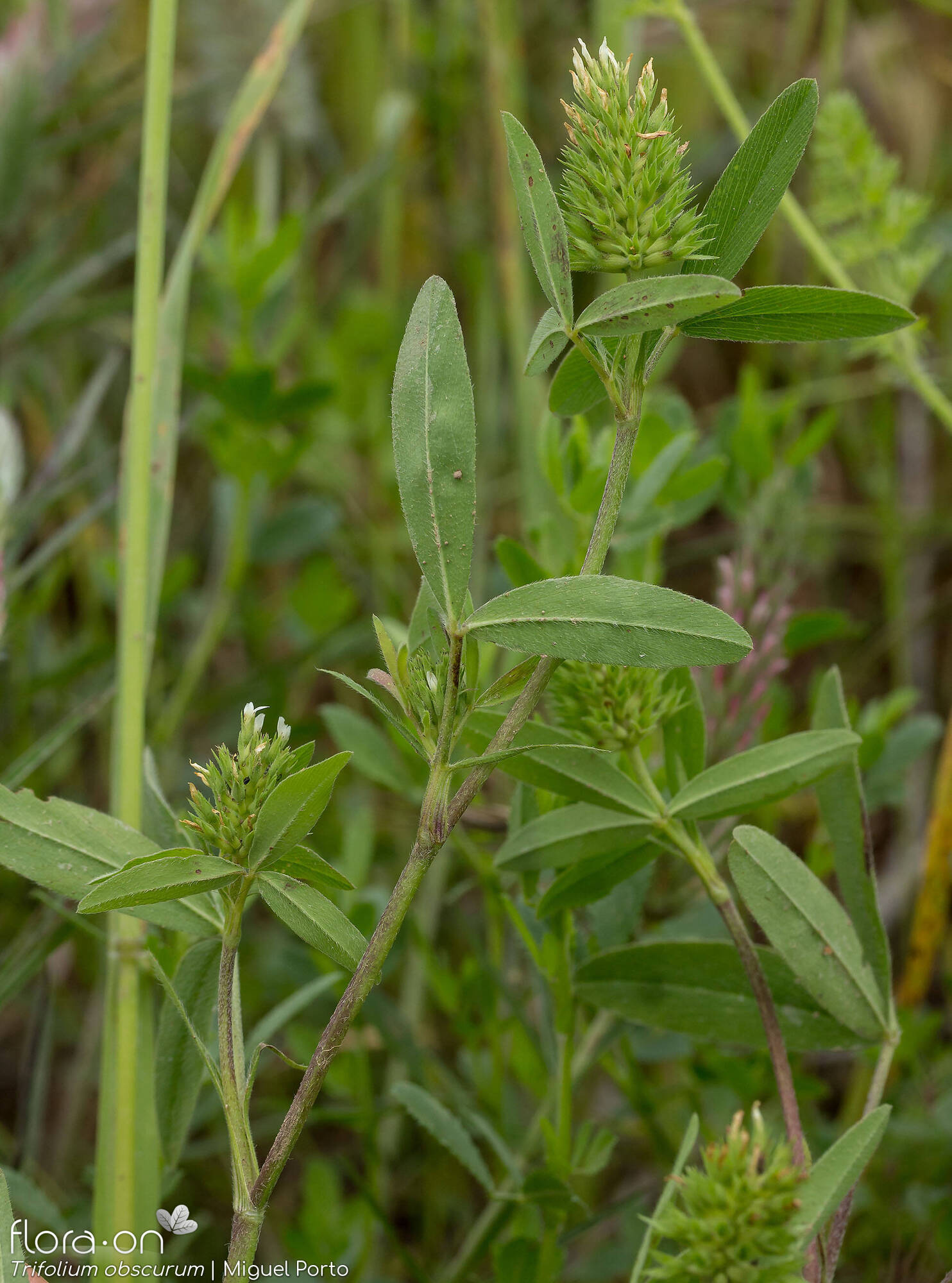 Trifolium obscurum - Hábito | Miguel Porto; CC BY-NC 4.0