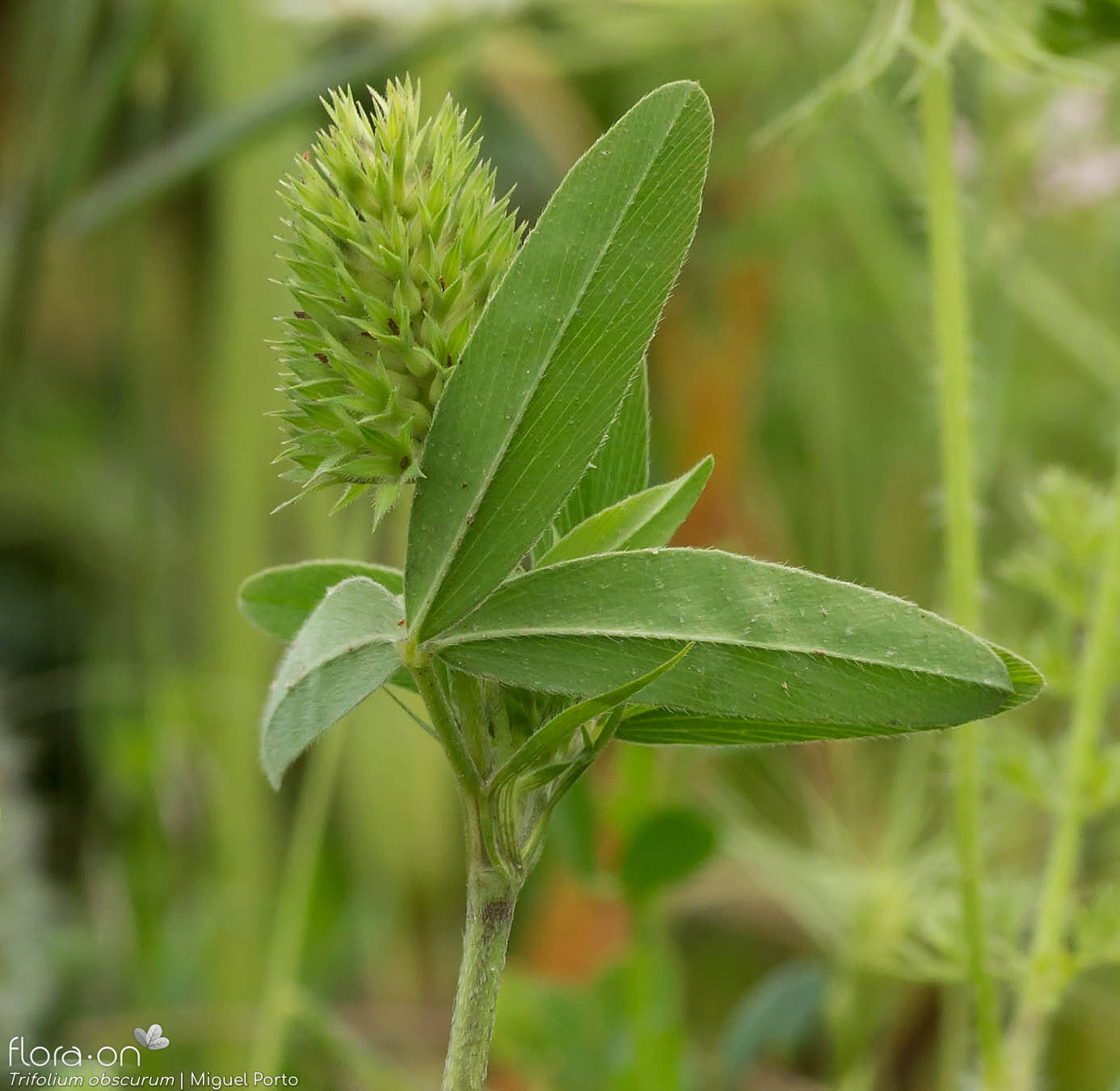 Trifolium obscurum - Flor (geral) | Miguel Porto; CC BY-NC 4.0