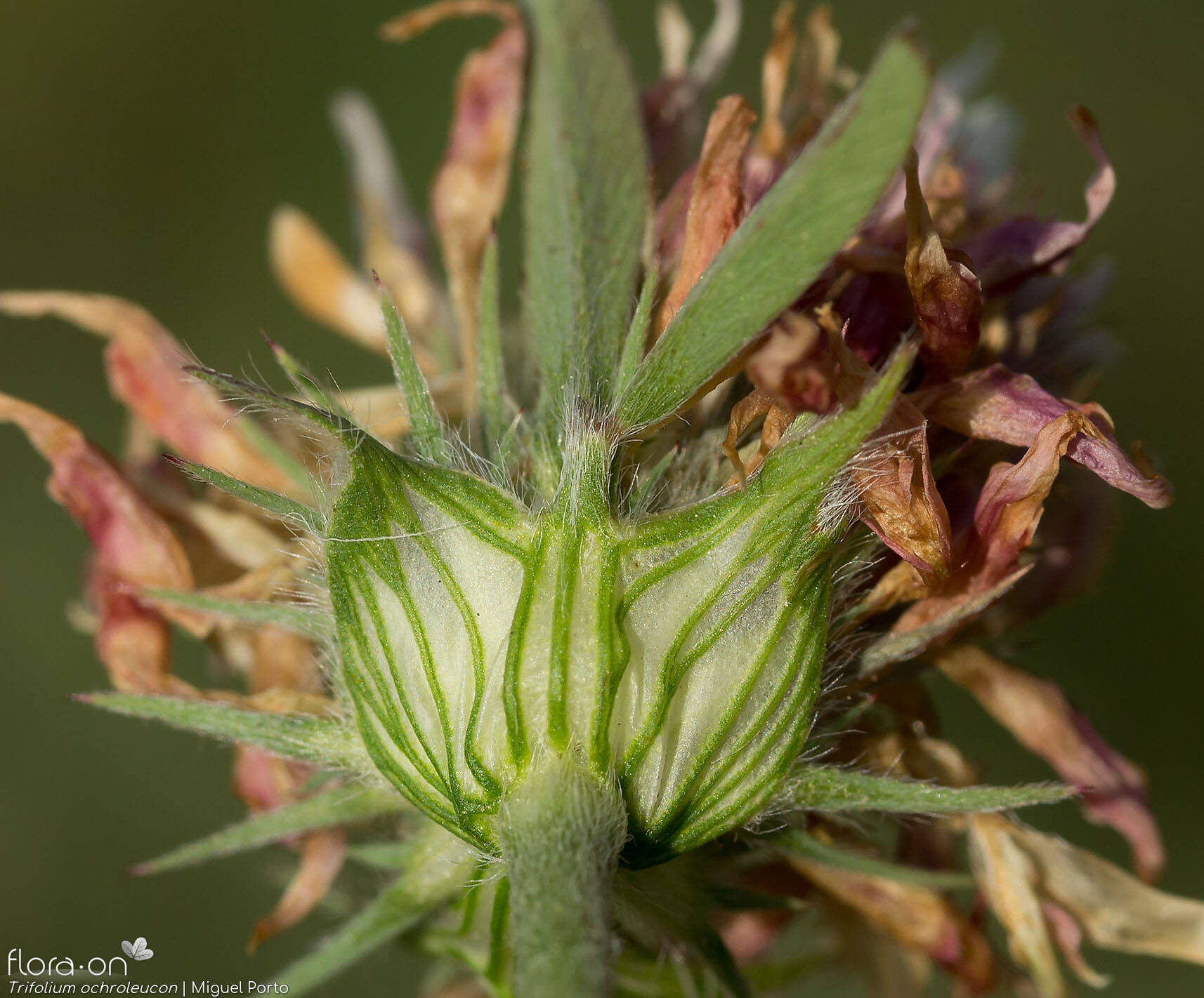 Trifolium ochroleucon - Estípulas | Miguel Porto; CC BY-NC 4.0