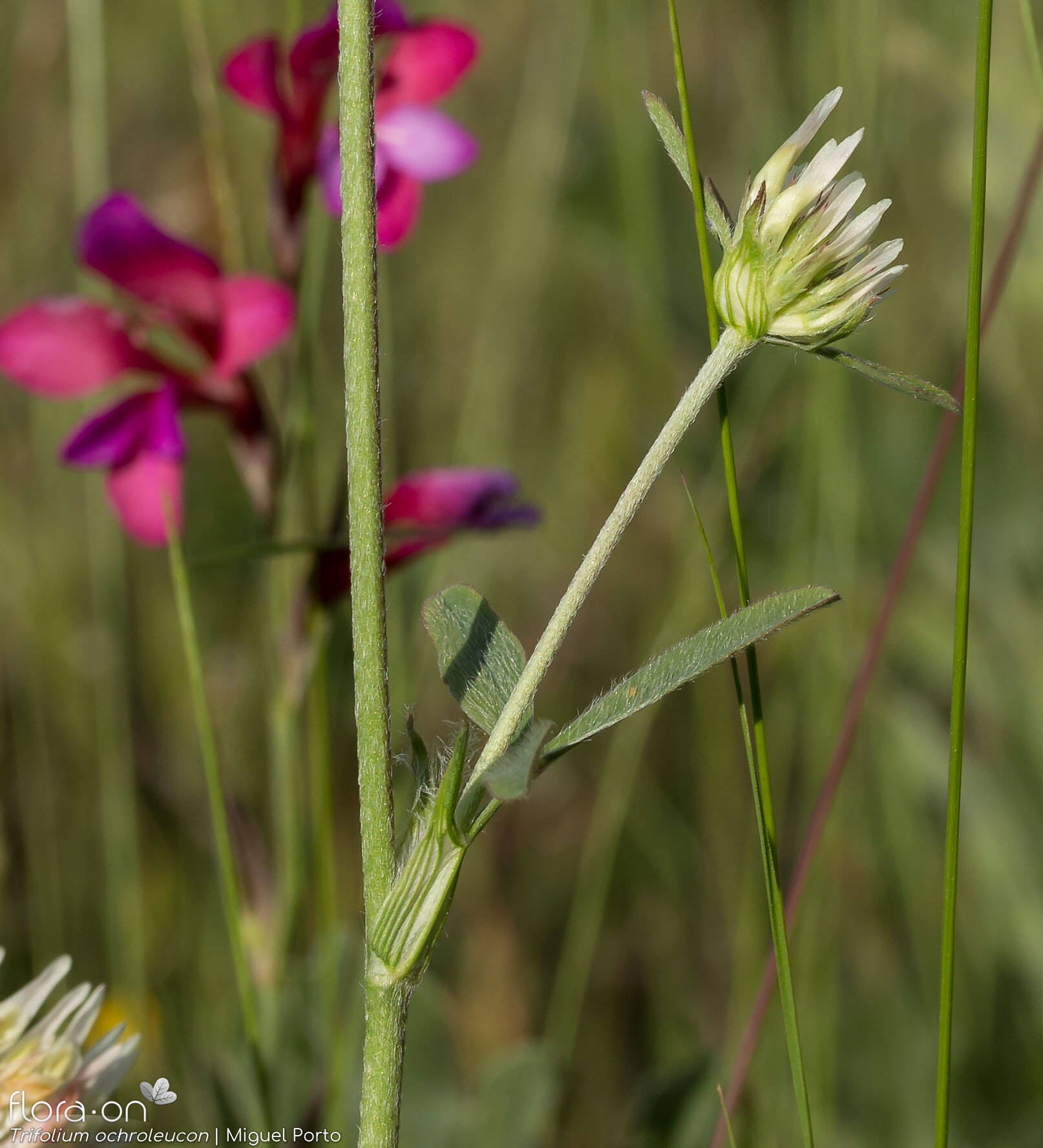 Trifolium ochroleucon - Folha (geral) | Miguel Porto; CC BY-NC 4.0