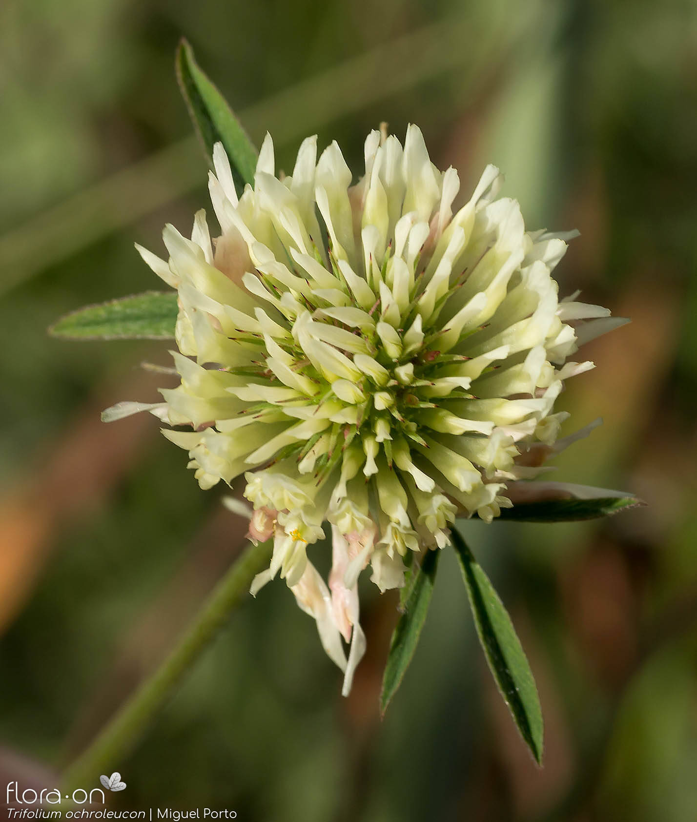 Trifolium ochroleucon - Flor (geral) | Miguel Porto; CC BY-NC 4.0