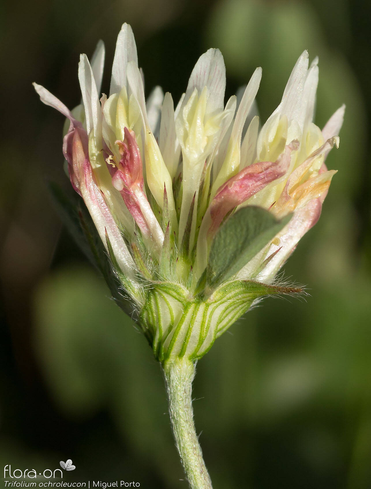 Trifolium ochroleucon - Flor (close-up) | Miguel Porto; CC BY-NC 4.0