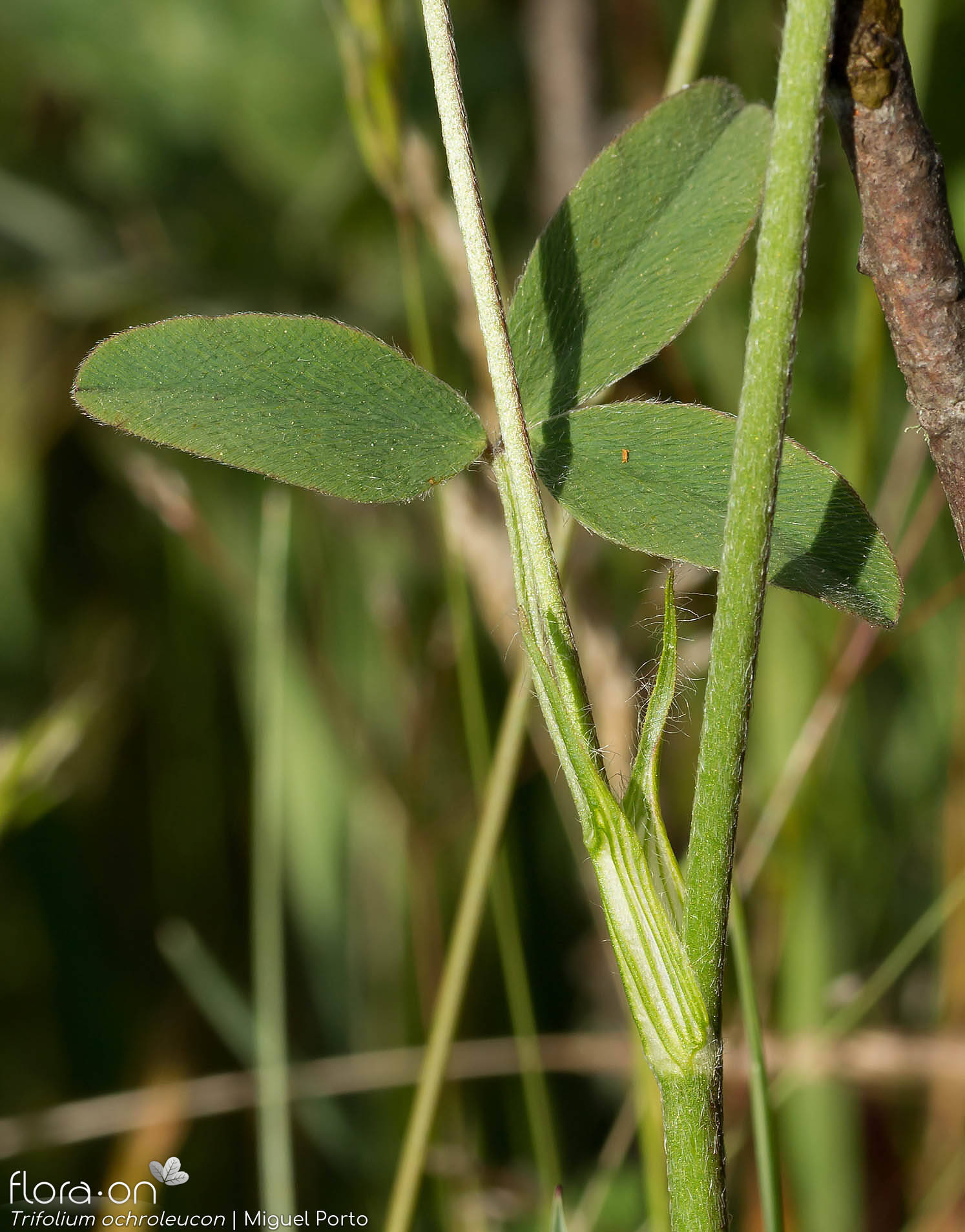 Trifolium ochroleucon - Folha | Miguel Porto; CC BY-NC 4.0