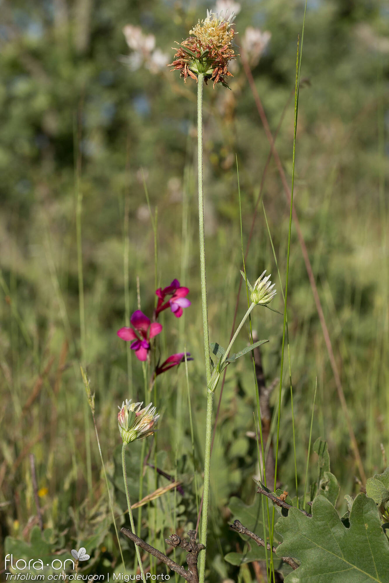 Trifolium ochroleucon - Hábito | Miguel Porto; CC BY-NC 4.0