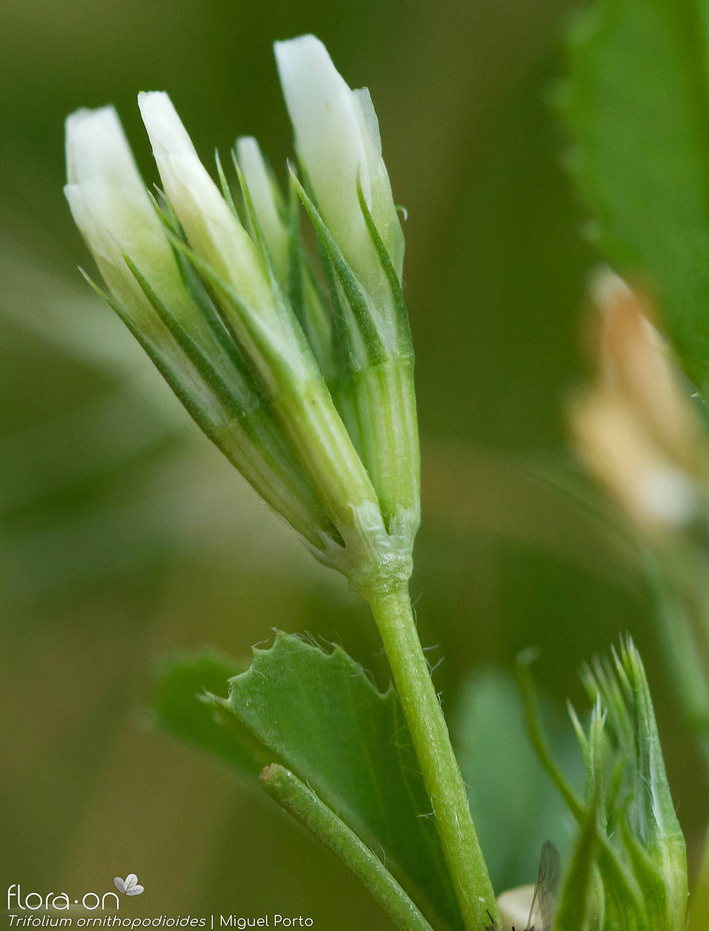 Trifolium ornithopodioides
