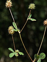 Trifolium phleoides