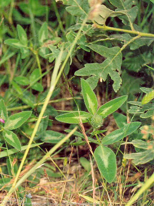 Trifolium pratense pratense - Folha | João Domingues Almeida; CC BY-NC 4.0
