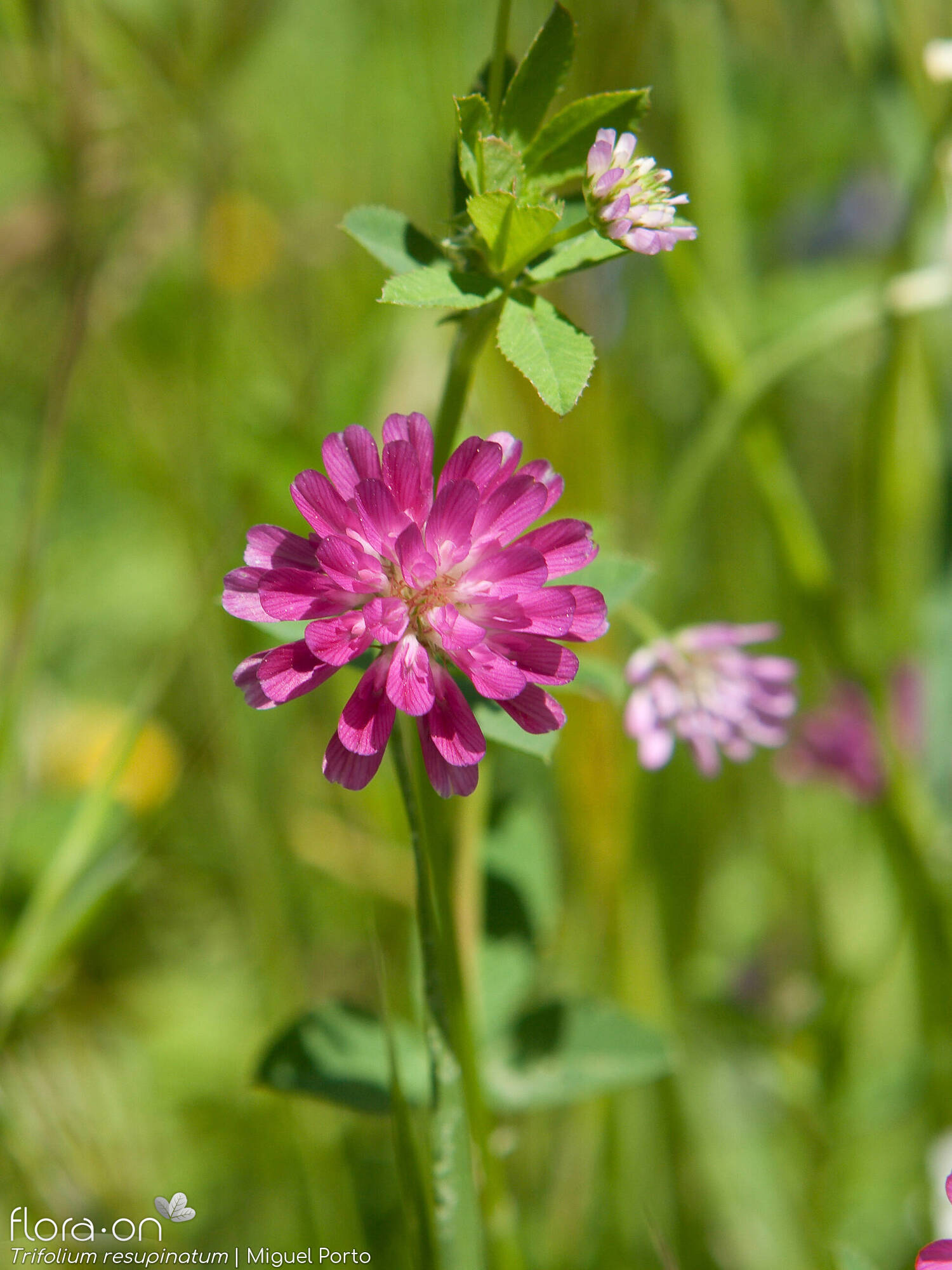 Trifolium resupinatum