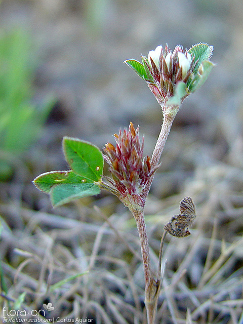 Trifolium scabrum