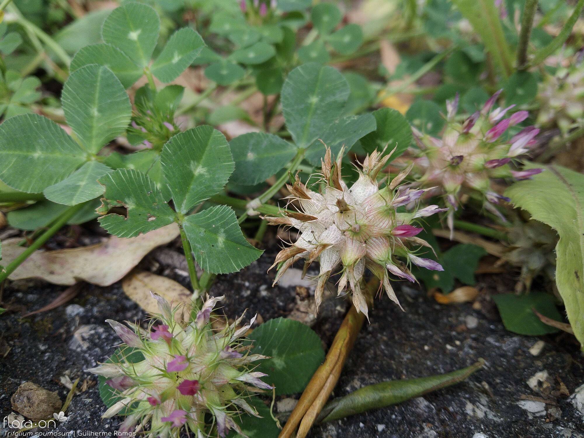 Trifolium spumosum - Flor (geral) | Guilherme Ramos; CC BY-NC 4.0