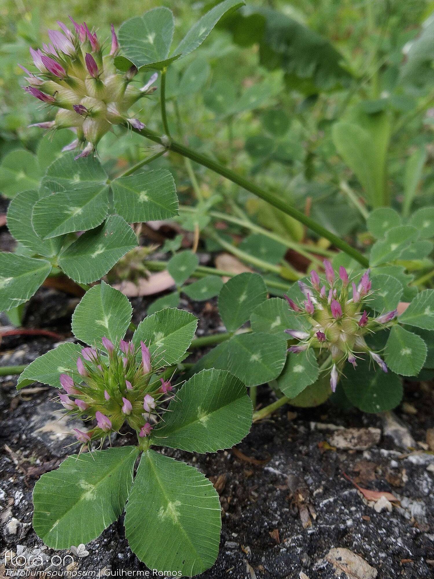 Trifolium spumosum - Hábito | Guilherme Ramos; CC BY-NC 4.0
