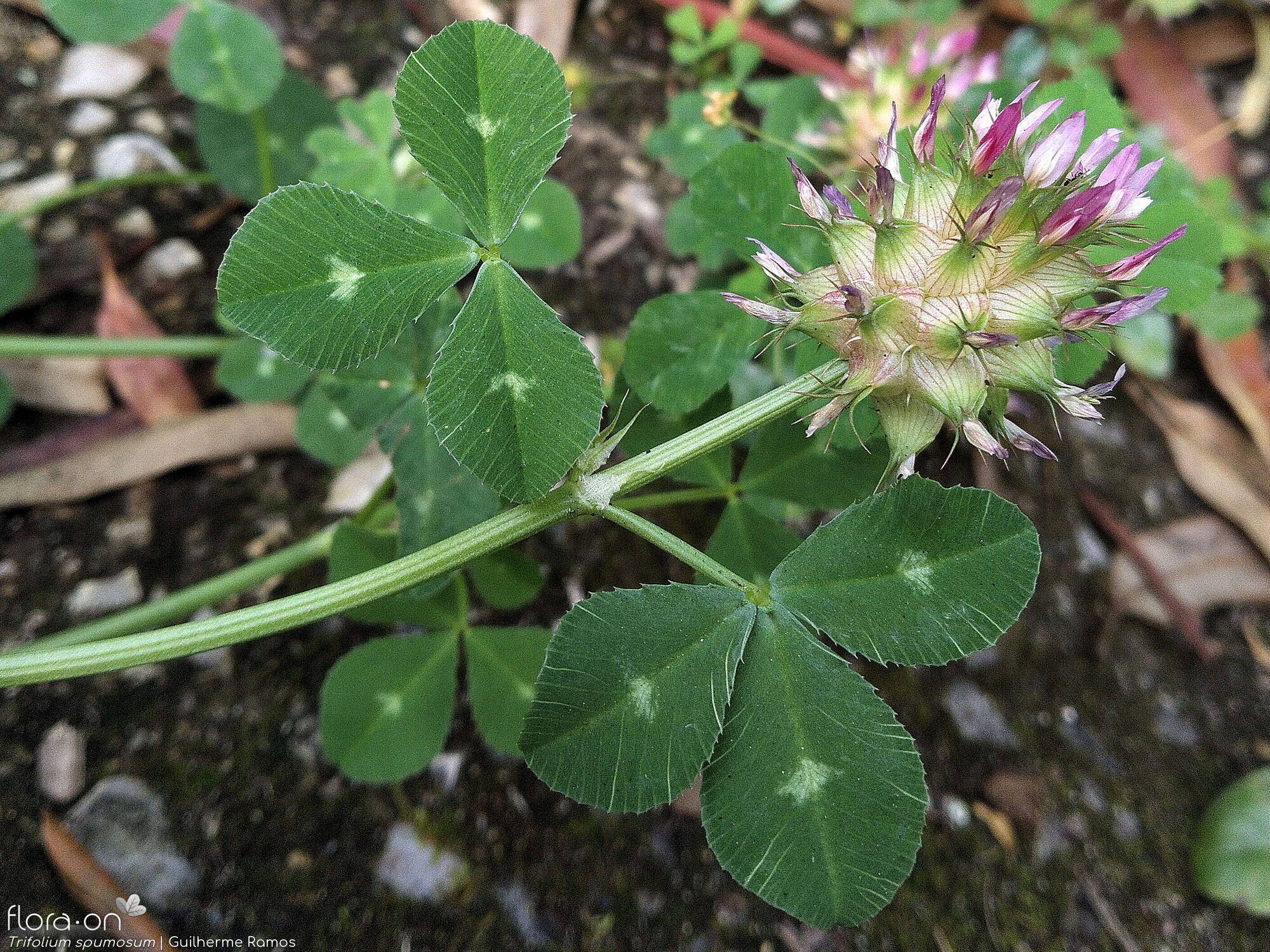 Trifolium spumosum - Folha (geral) | Guilherme Ramos; CC BY-NC 4.0