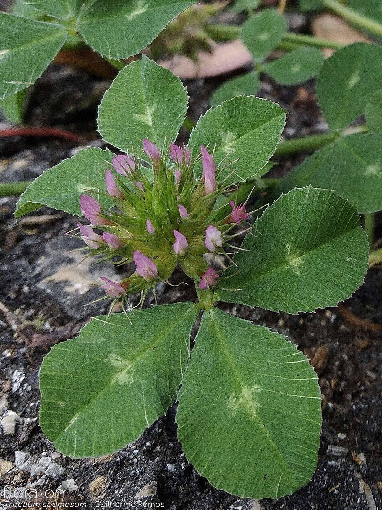 Trifolium spumosum - Flor (geral) | Guilherme Ramos; CC BY-NC 4.0