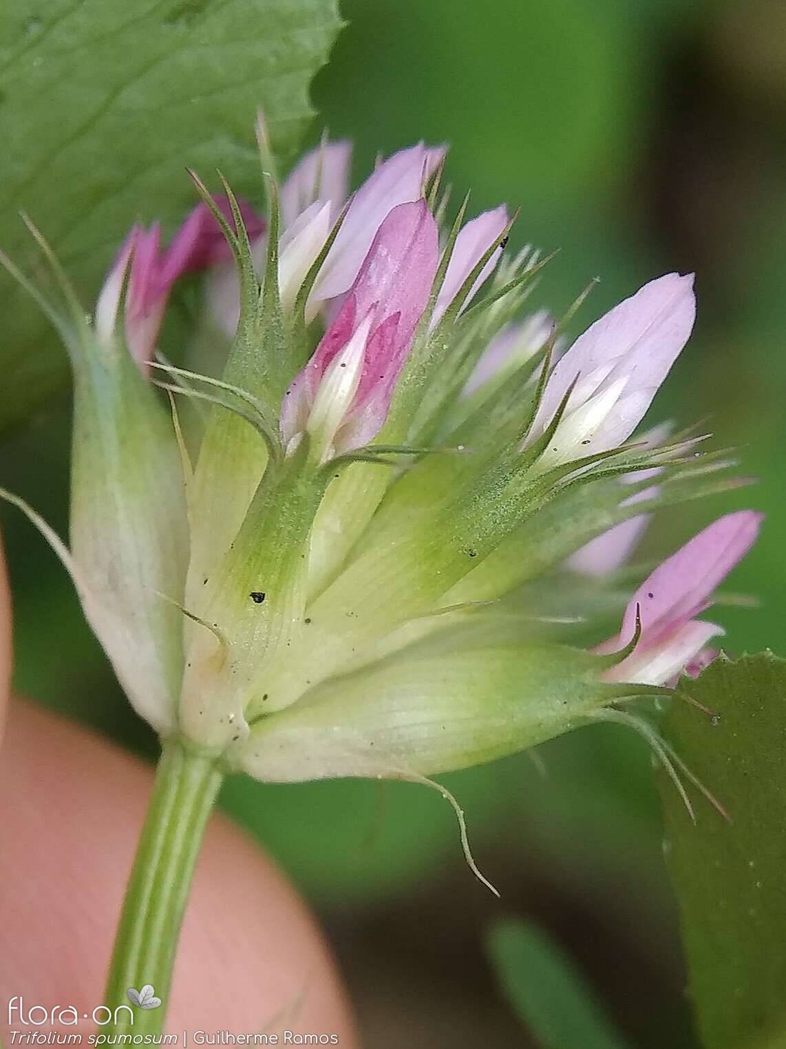 Trifolium spumosum - Cálice | Guilherme Ramos; CC BY-NC 4.0